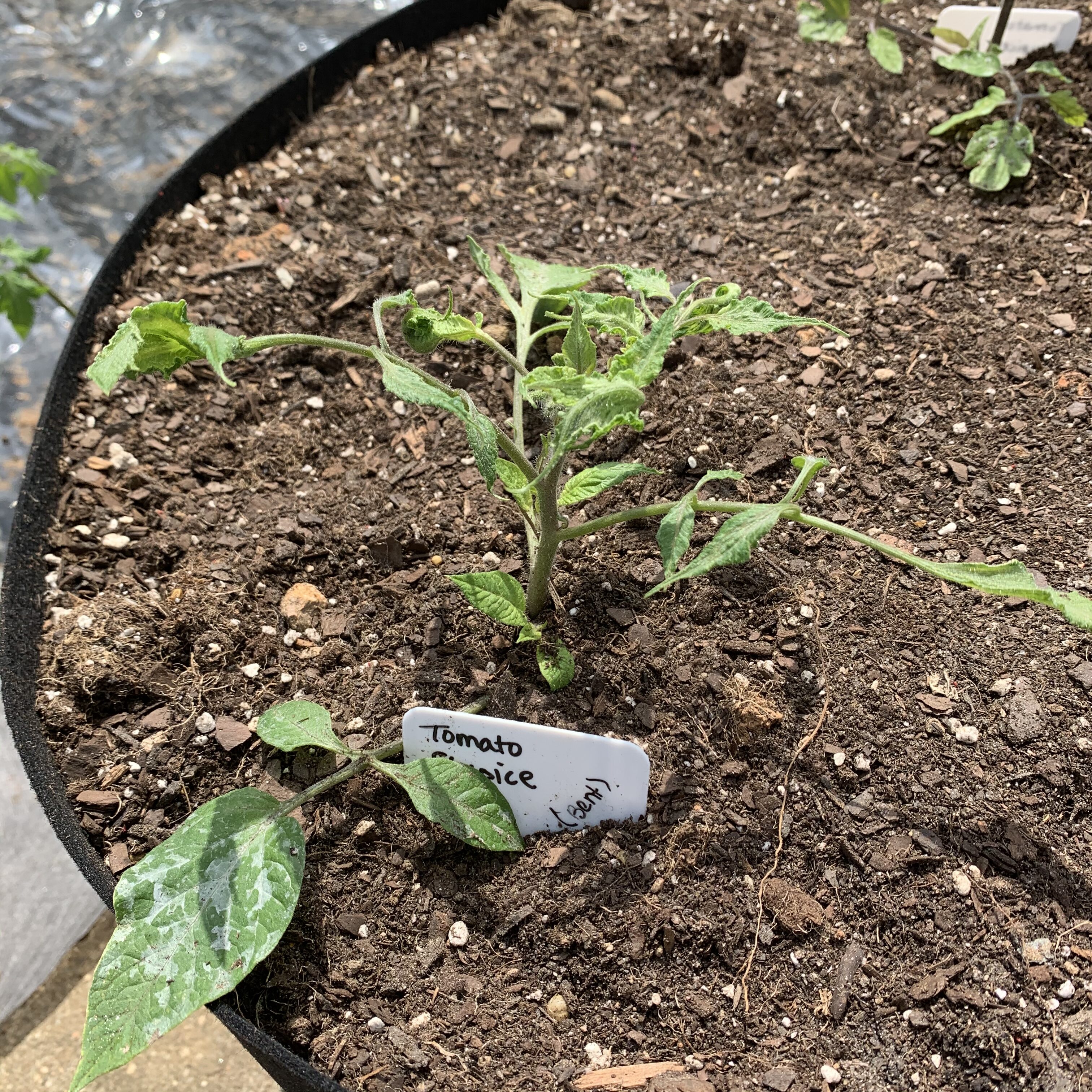 327DD91B 0663 4A35 A4B7 8B5E3D758FF7 Tomato planting day!