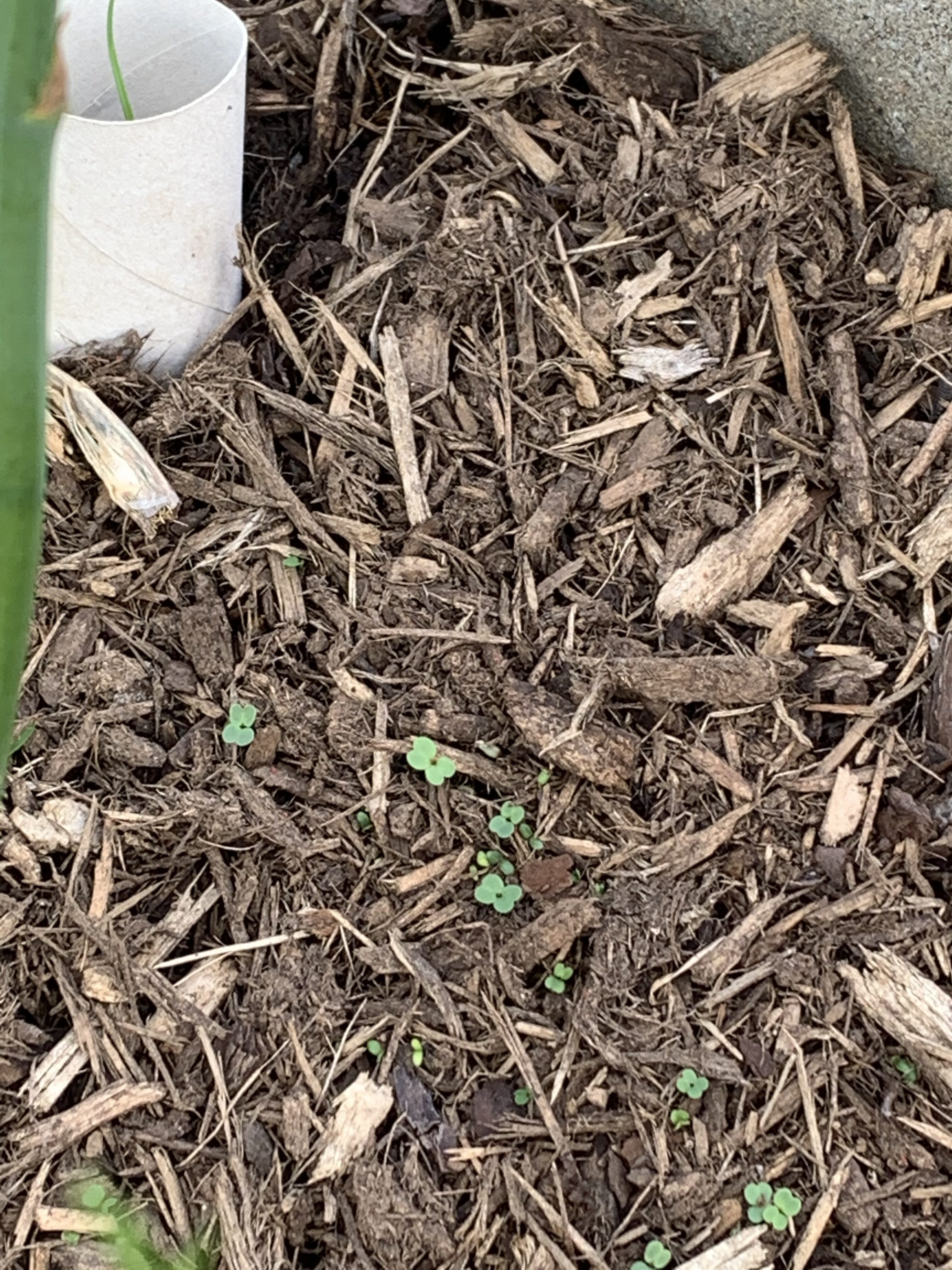 38969E10 BEF5 4336 8A64 09302A06645C Cucumbers planted!