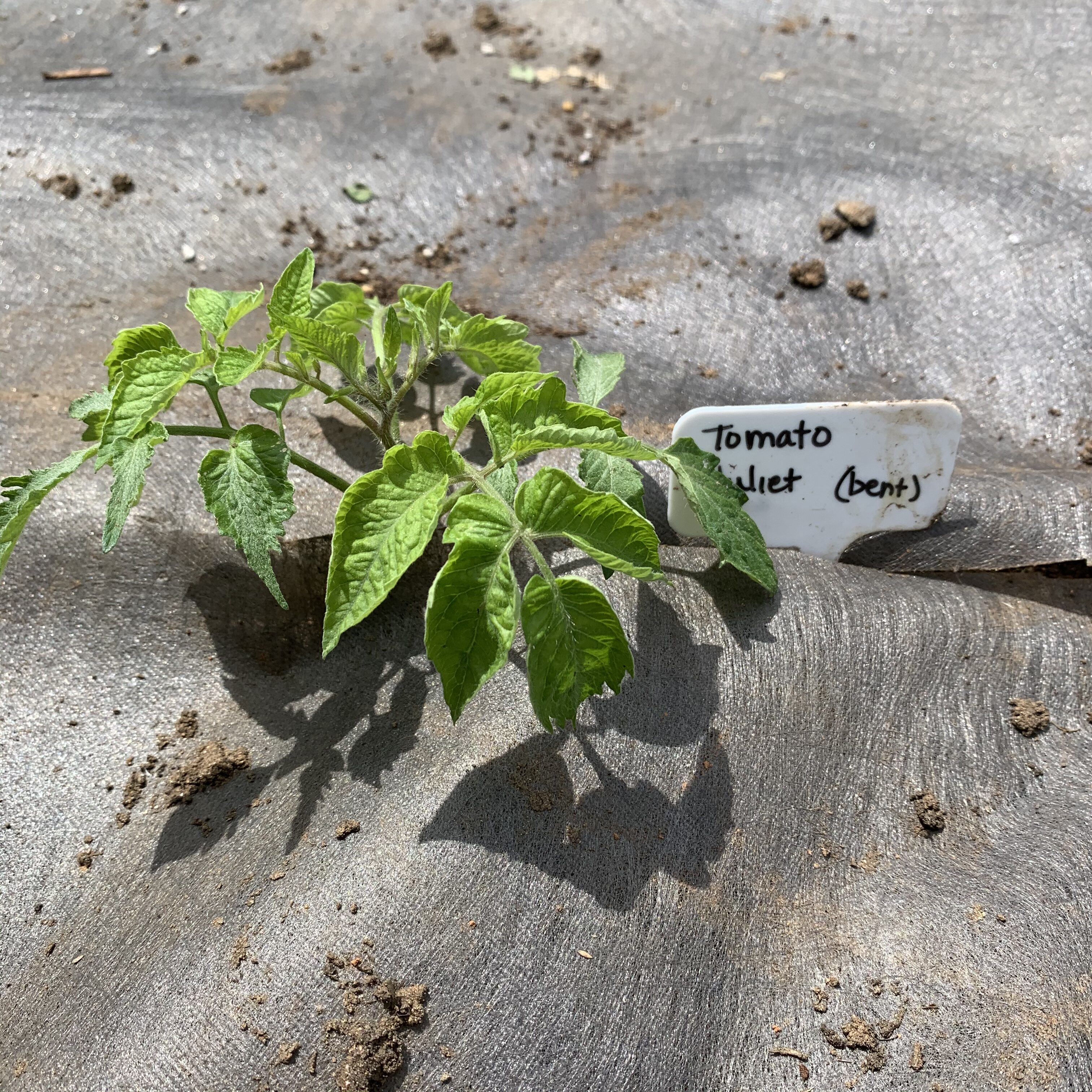 3ABF8F84 B779 45CE BB65 4BBBB908F104 Cucumbers planted!