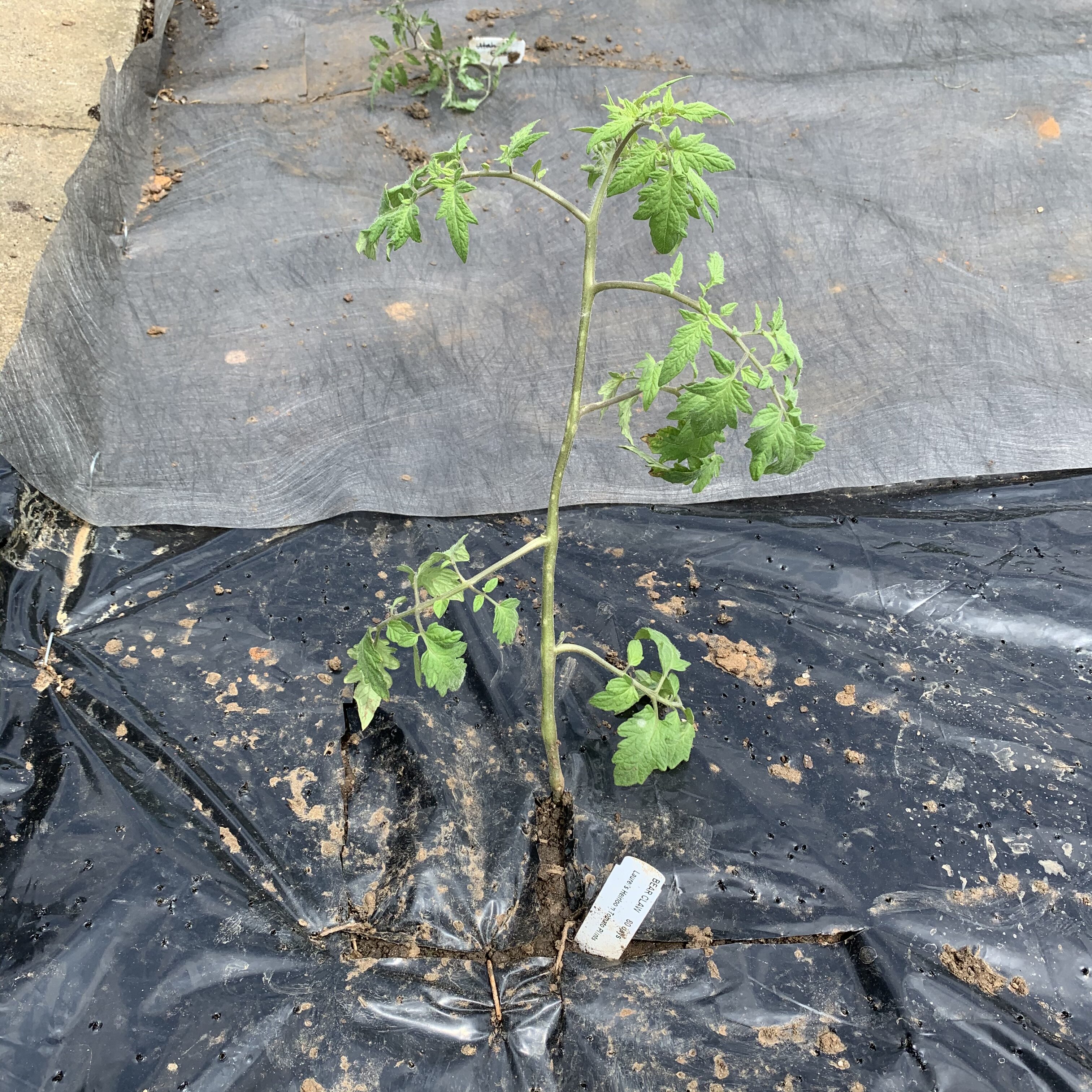 3D113D05 9426 47E4 9EEF 7A28611E7E85 Tomato planting day!