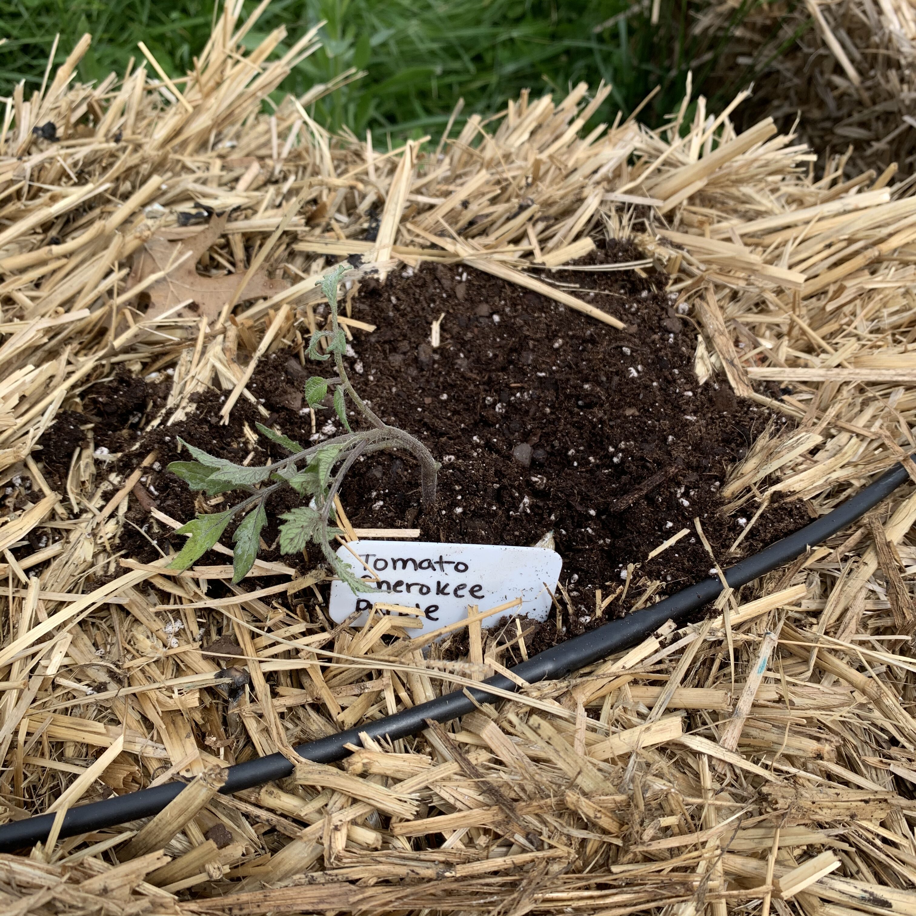 6091A250 D0A2 467E ABDC 9D3B37CE9424 Tomato planting day!