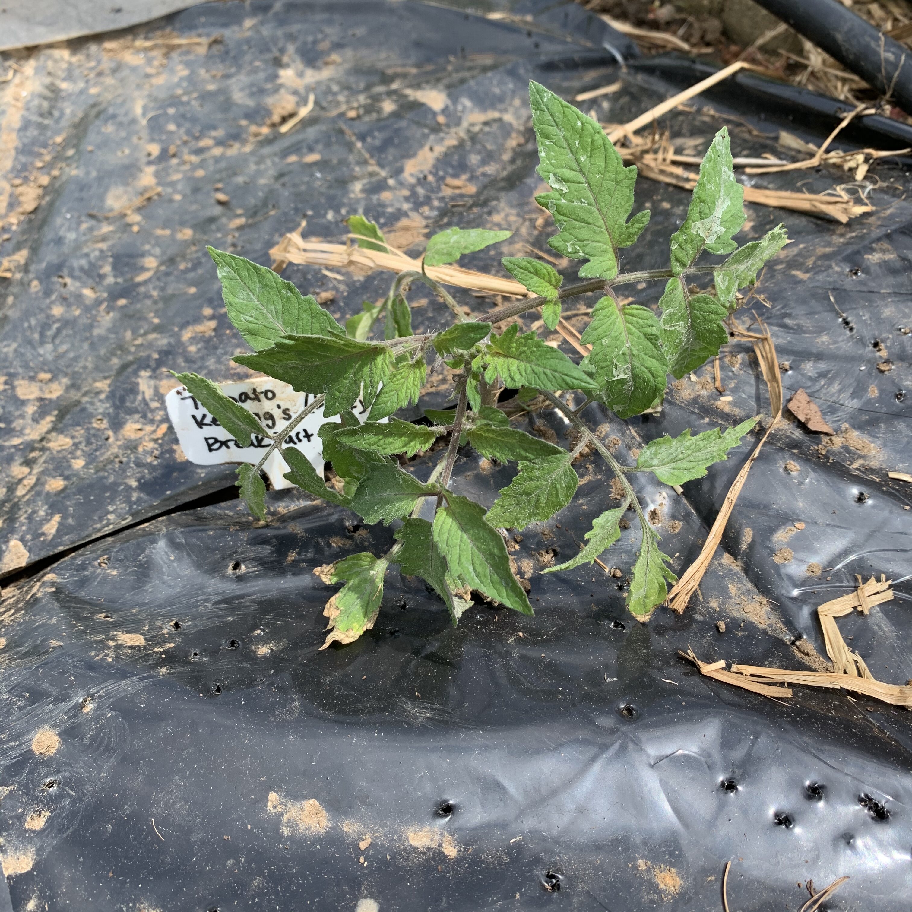 7102264E CF9A 4559 9F80 2A4F1C2C9DF6 Tomato planting day!