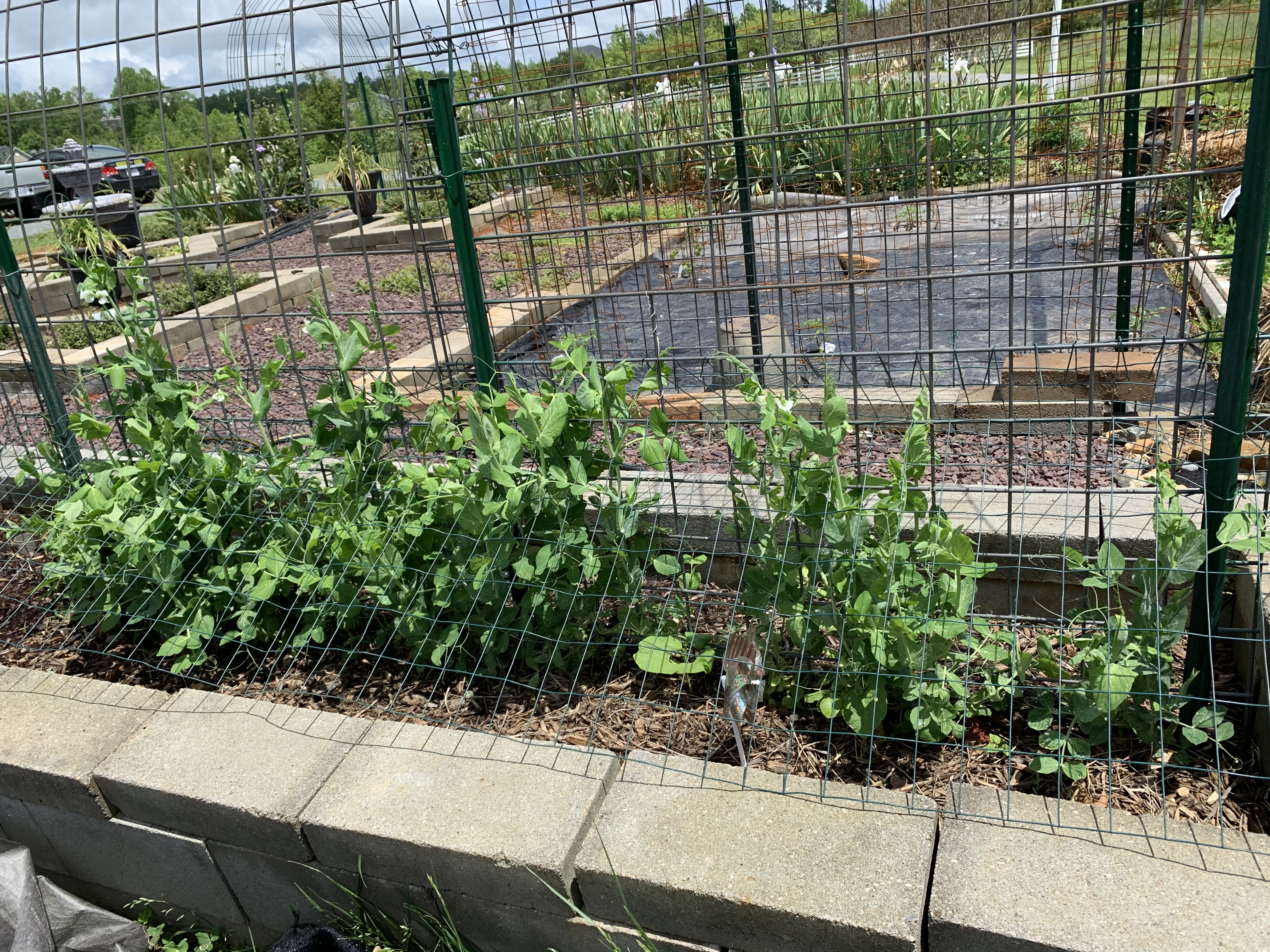 7BBB52D4 E2C4 4893 944D A8F3EBC0608C Cucumbers planted!