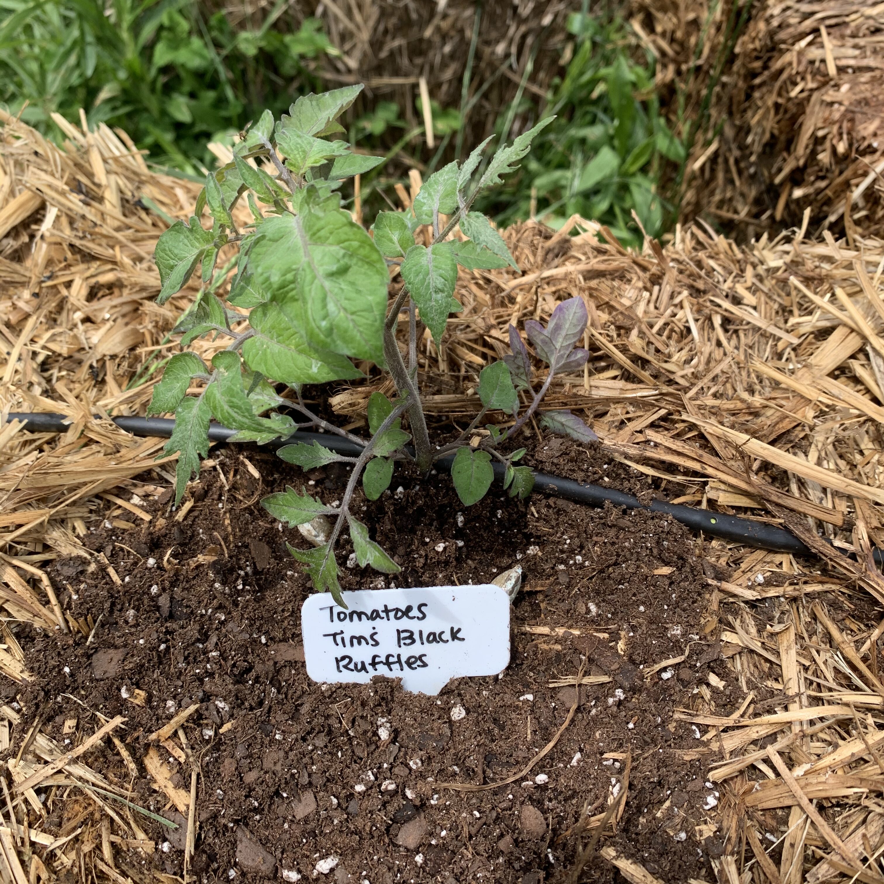 85A78E19 47E6 4CAD 9B9B 044A2792D8D4 Tomato planting day!