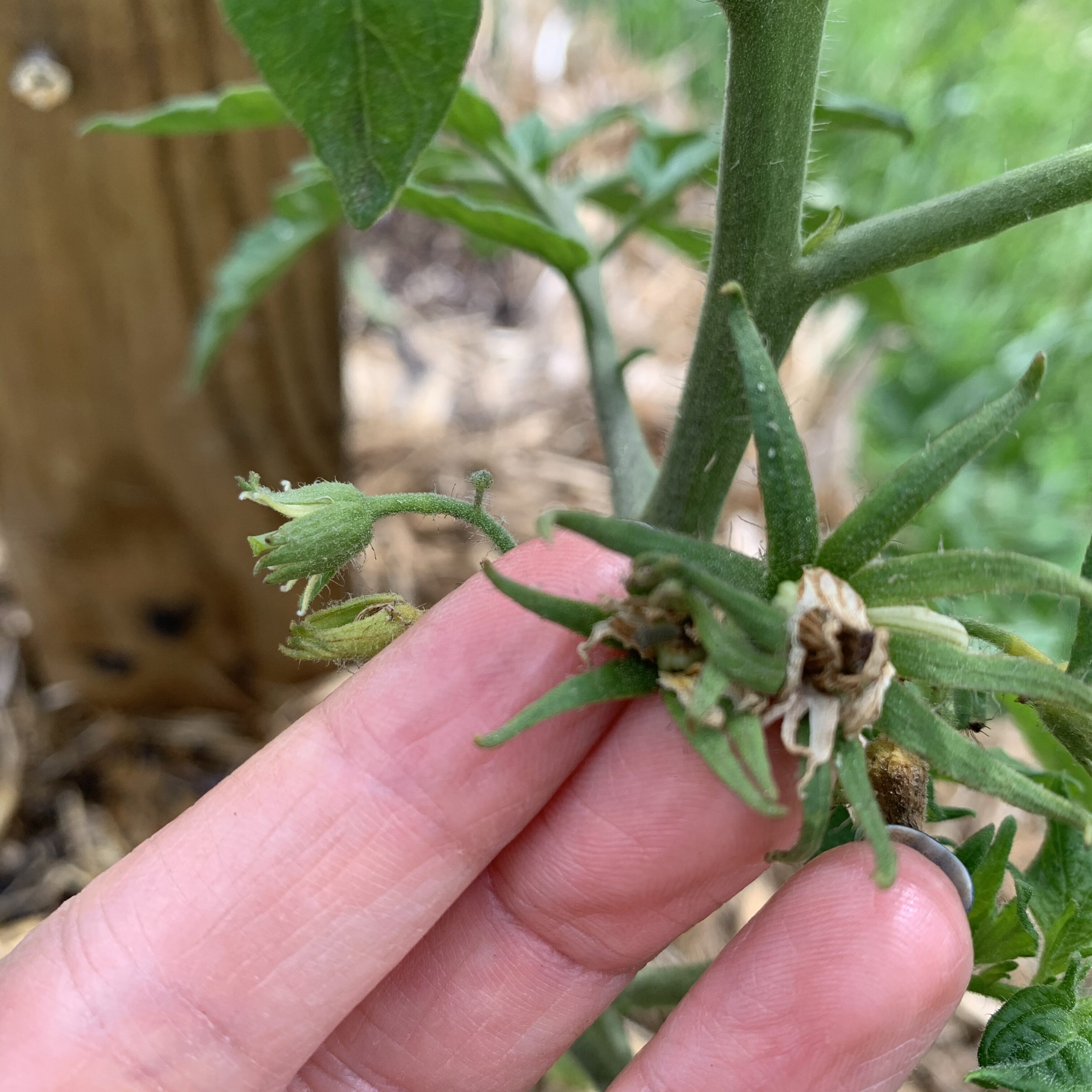 8A4BCA48 F211 47A2 BDFD C57BF54637BC Cucumbers planted!