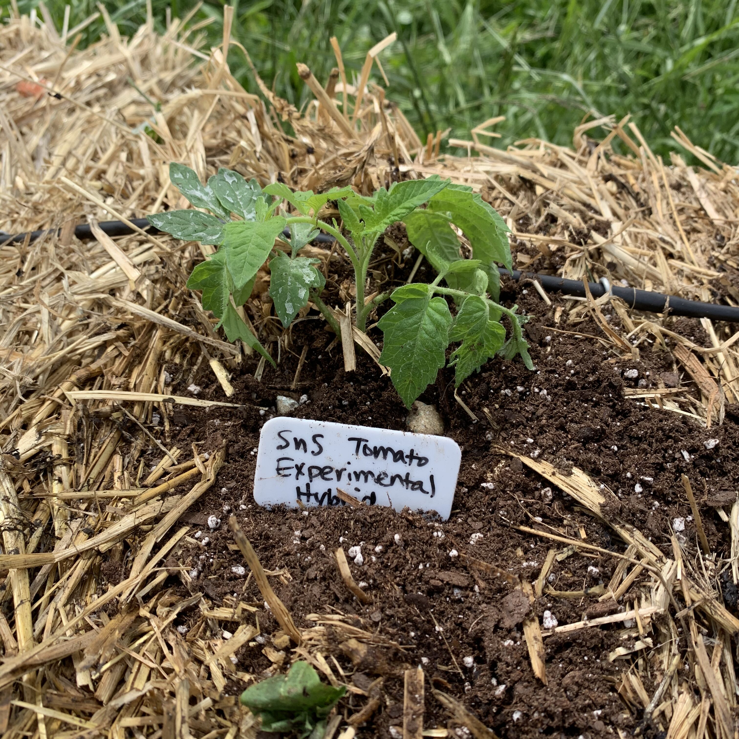 924CE760 3E9D 49EA 9803 7CE6B93F24D4 Tomato planting day!