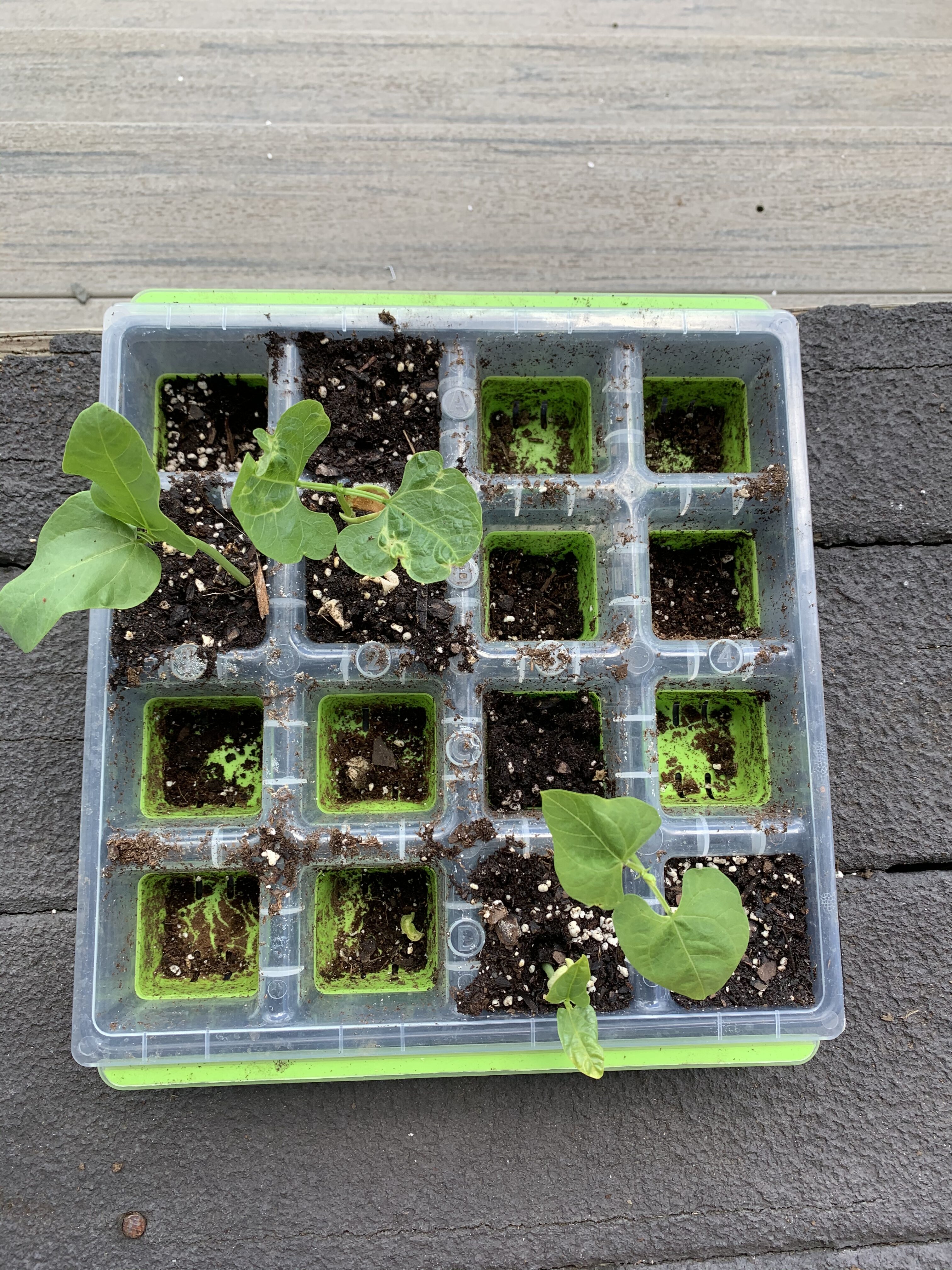 9285D3E0 0A52 4407 B05A 9A2C4FD8454F Cucumbers planted!