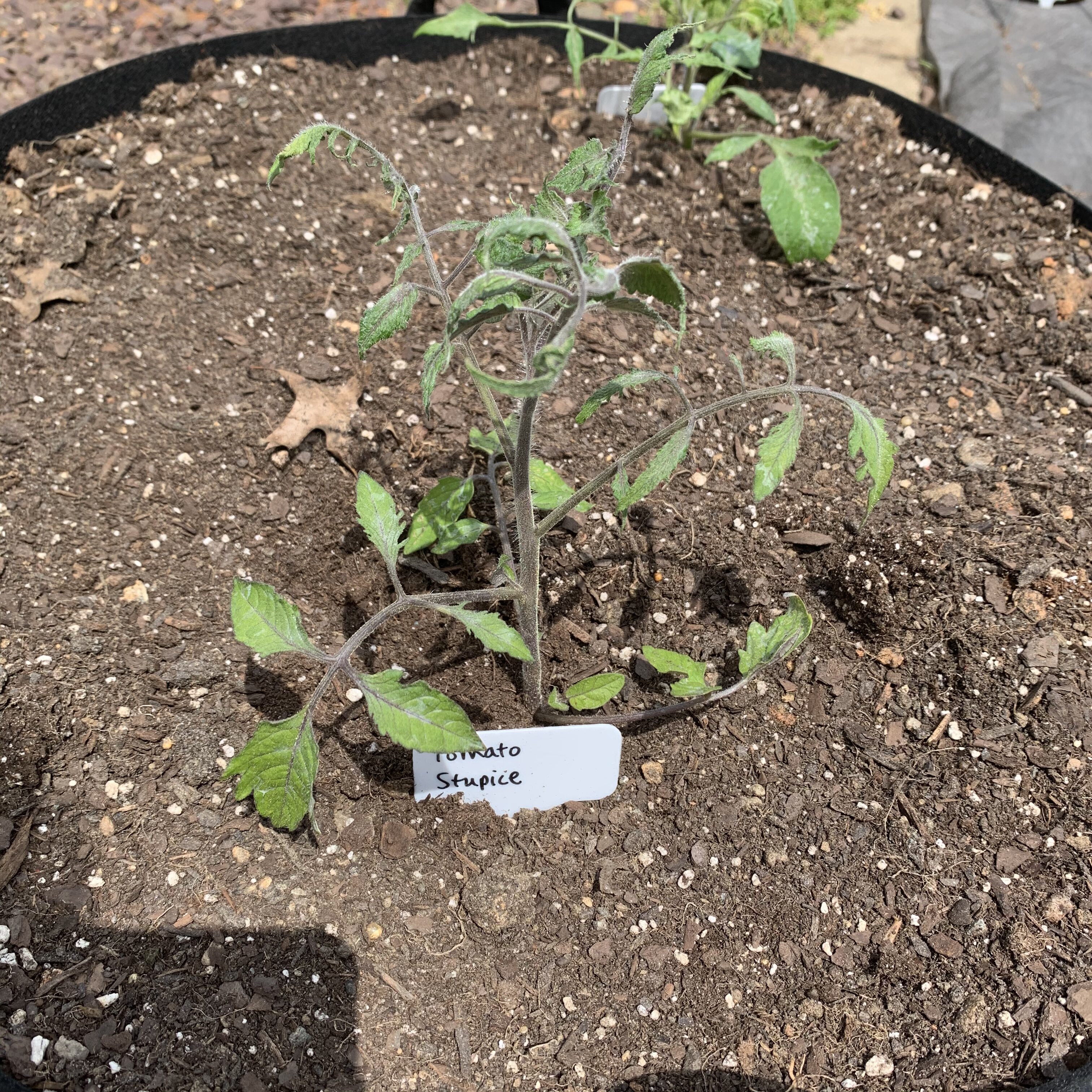 9801A3B1 F65C 4742 8ED4 E5C84D2EC3E4 Tomato planting day!