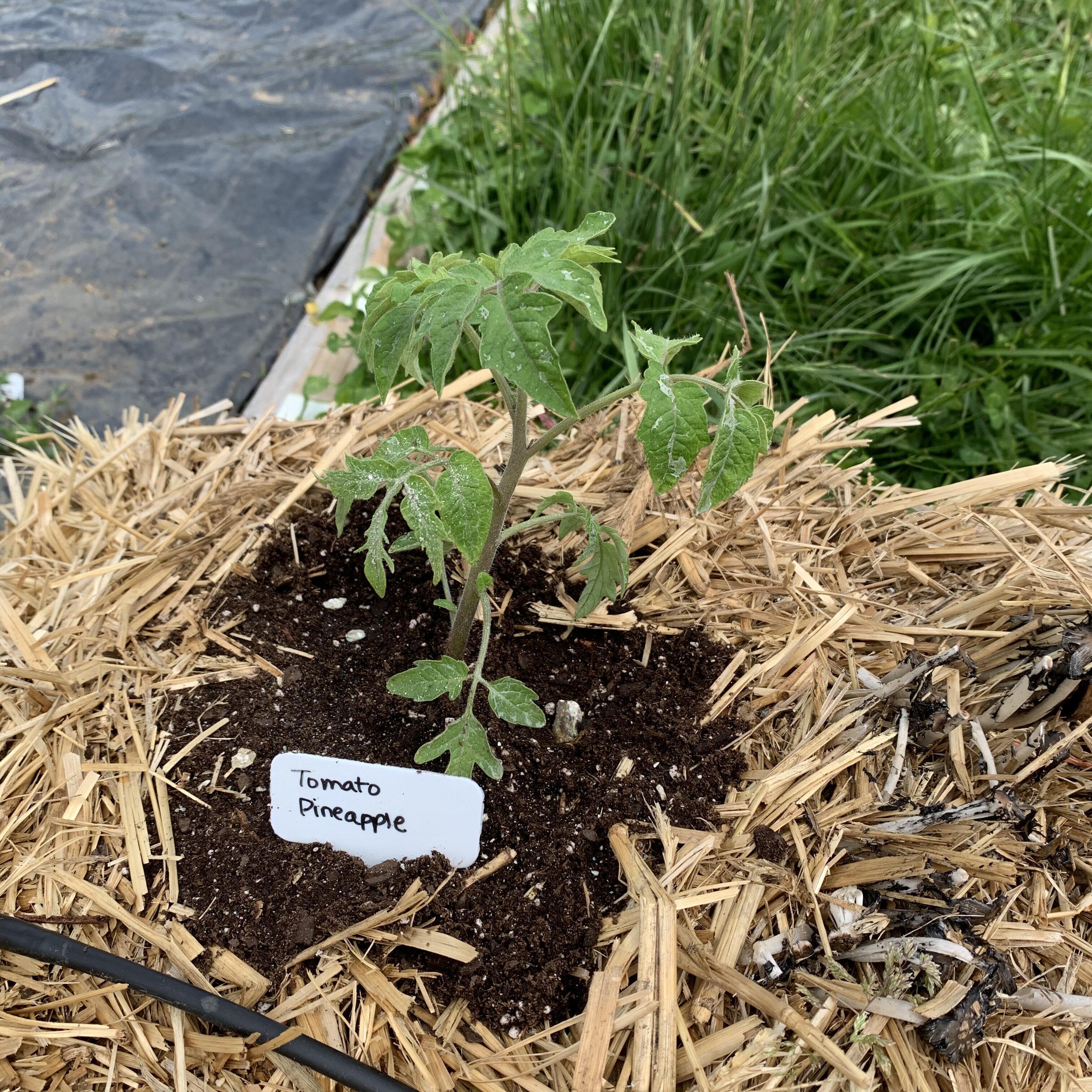 9A18E073 0988 4020 872F 26171139815F Tomato planting day!