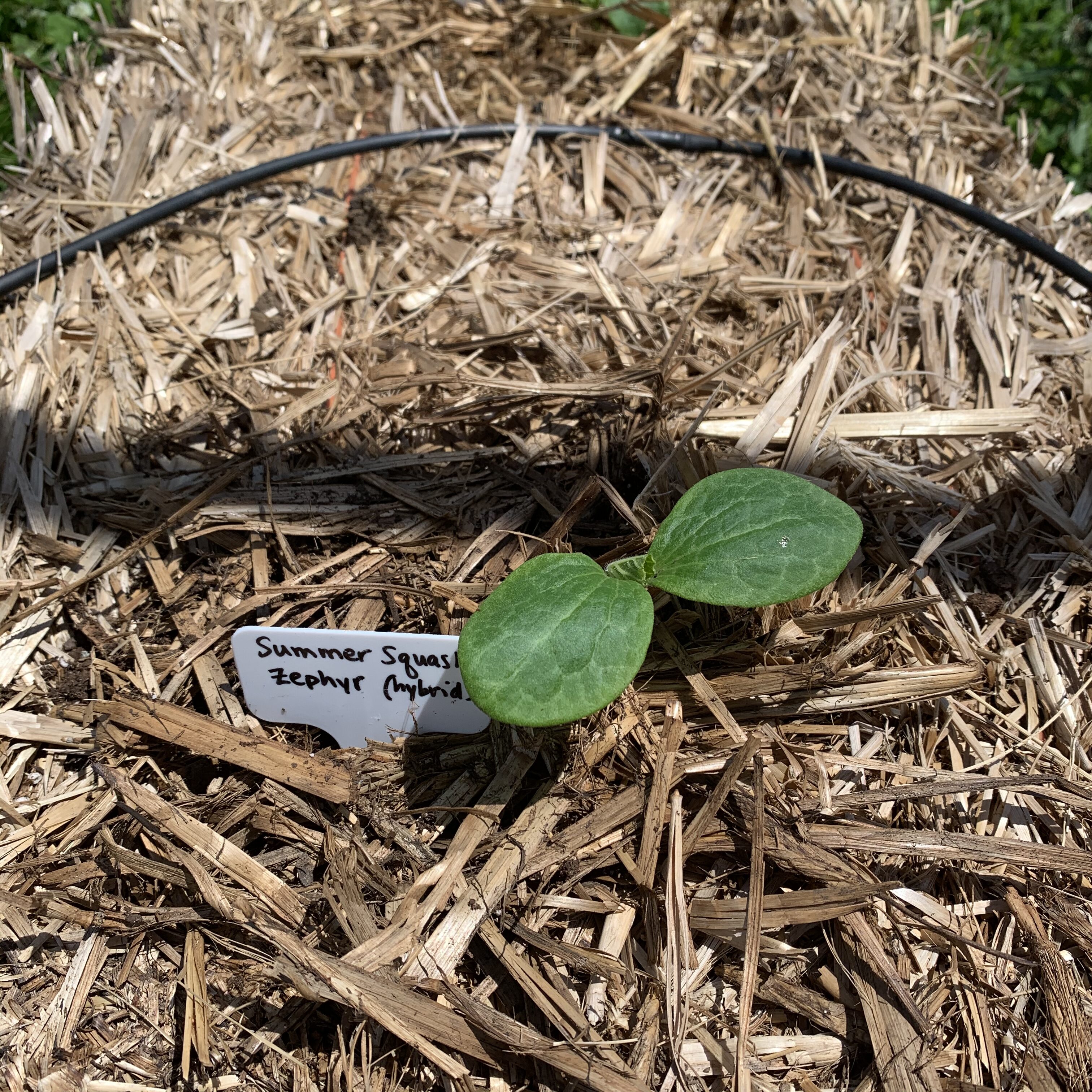 A1509806 AF5C 4D18 9AA9 889C3E067E75 Cucumbers planted!