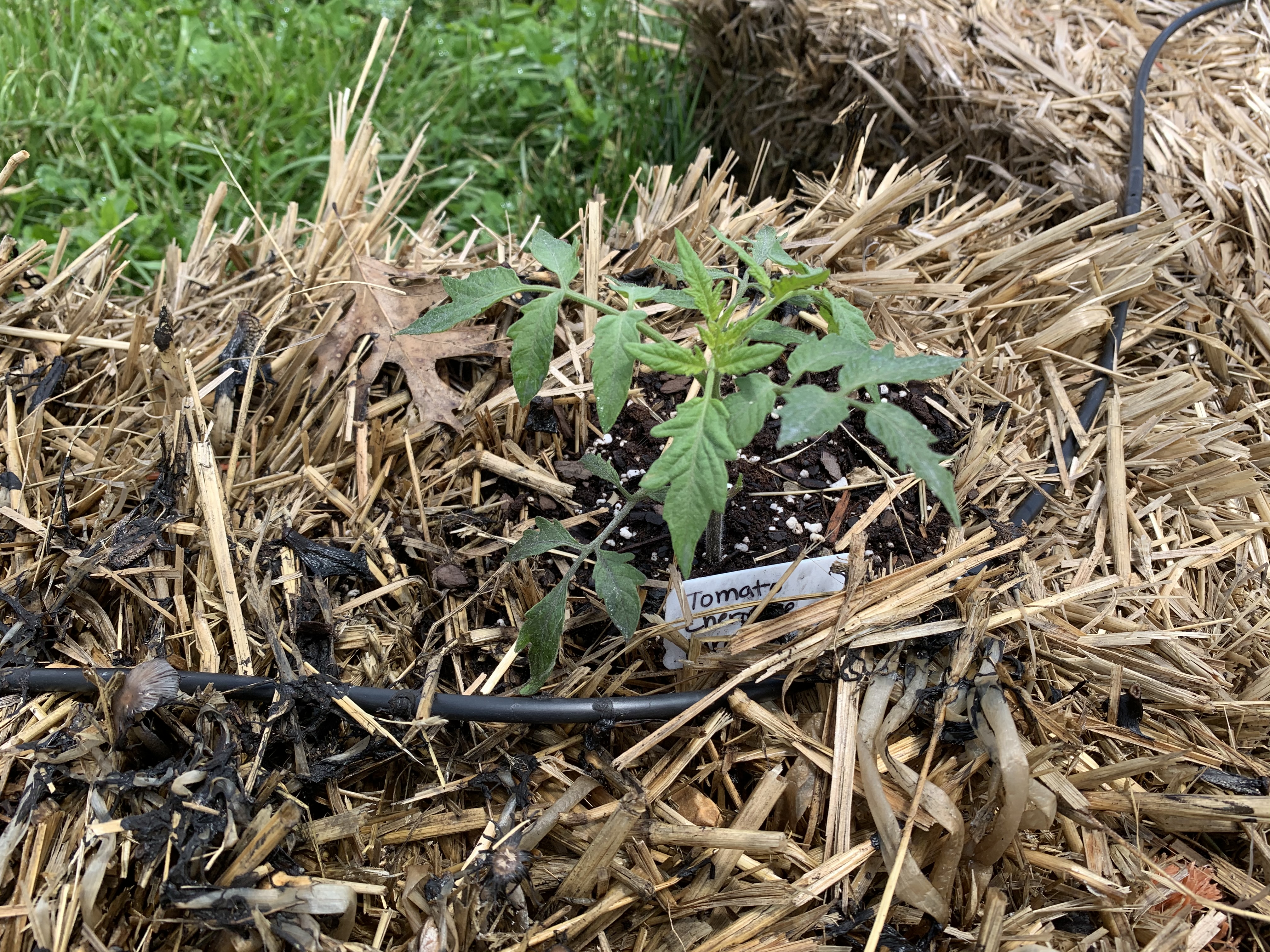 B00203F3 C623 4F7D 8EA4 4DDAF9920C2C Cucumbers planted!