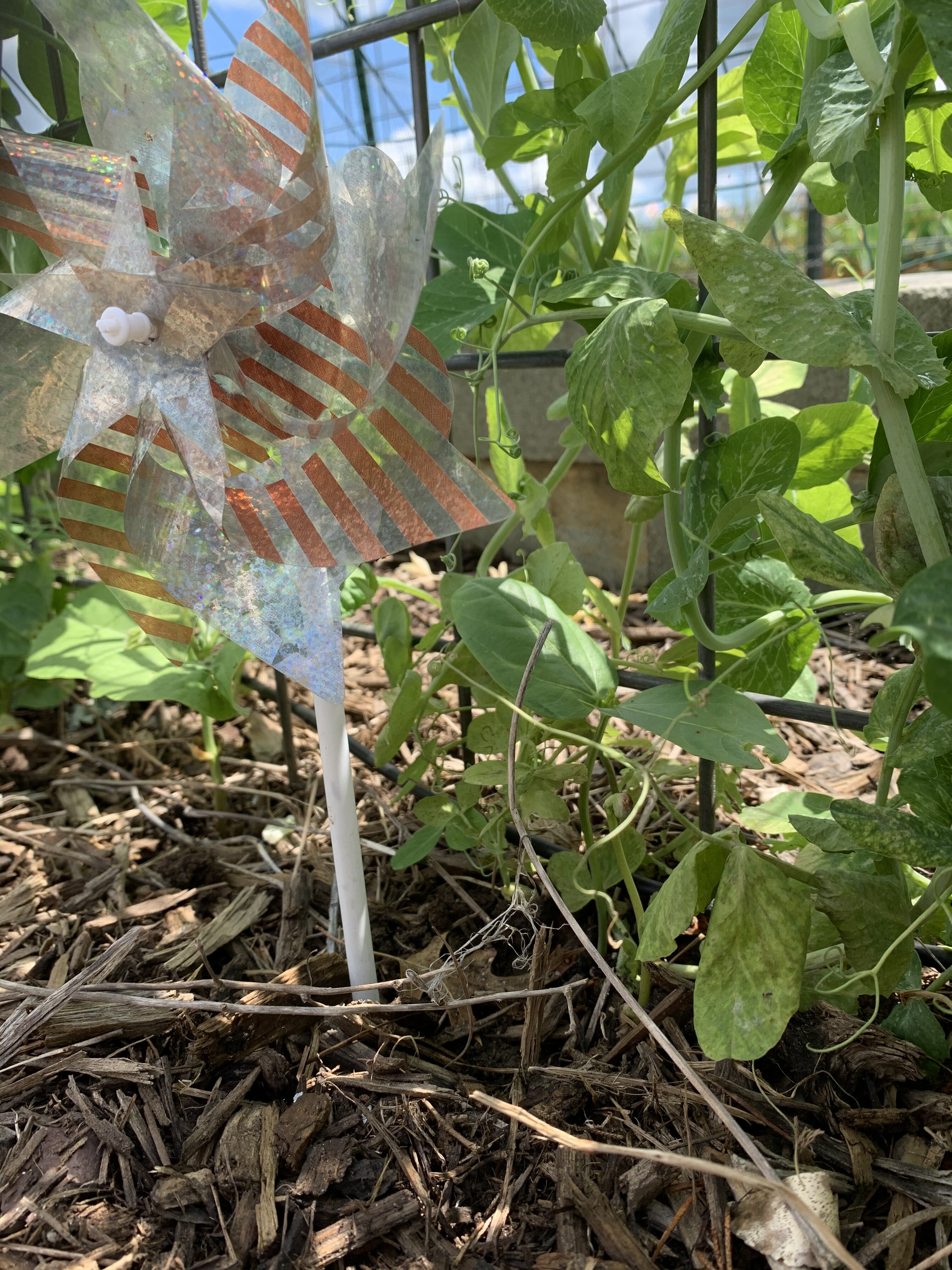 B66D3011 CC9B 484F BAD1 102DF0DAE800 Cucumbers planted!