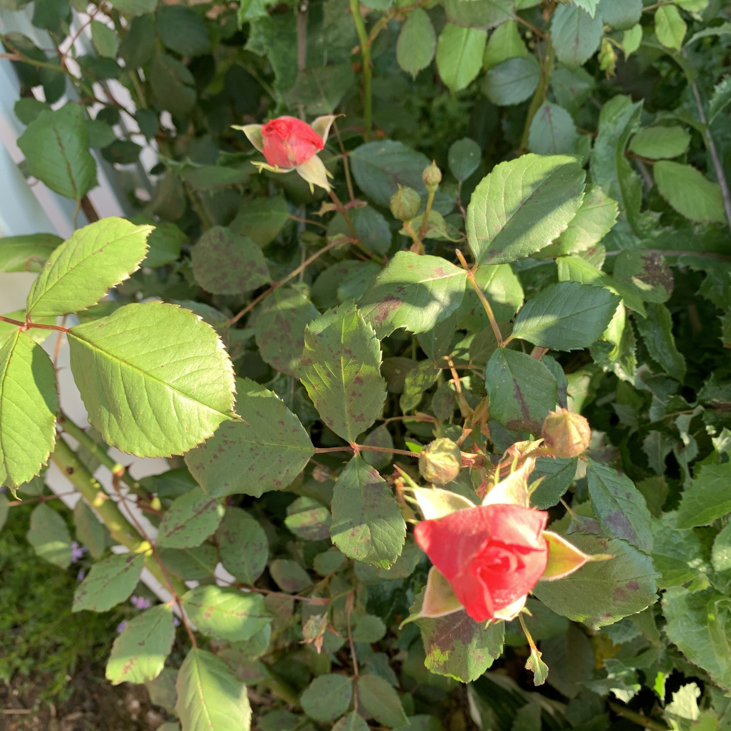 BA8094DB 78B0 4C7F 8D00 0C1A669F3054 Bear Claw blooms