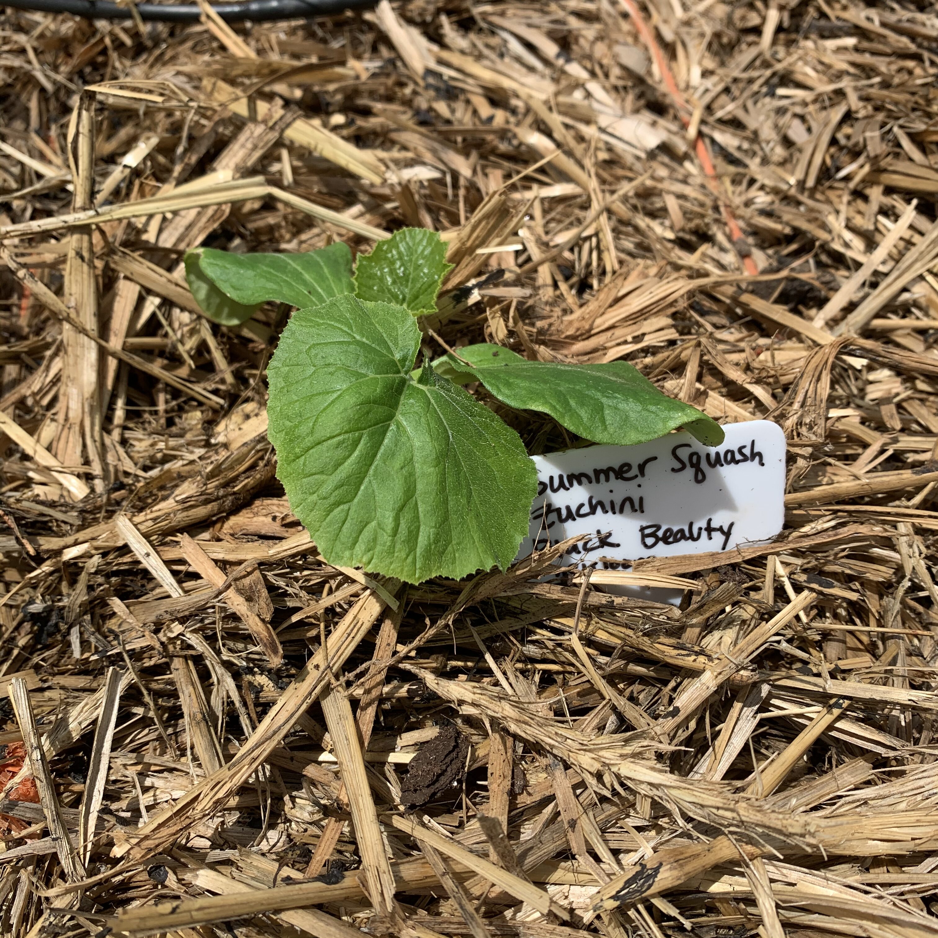 BAC1431A 0844 465A BA70 6BBCCBC3870A Cucumbers planted!