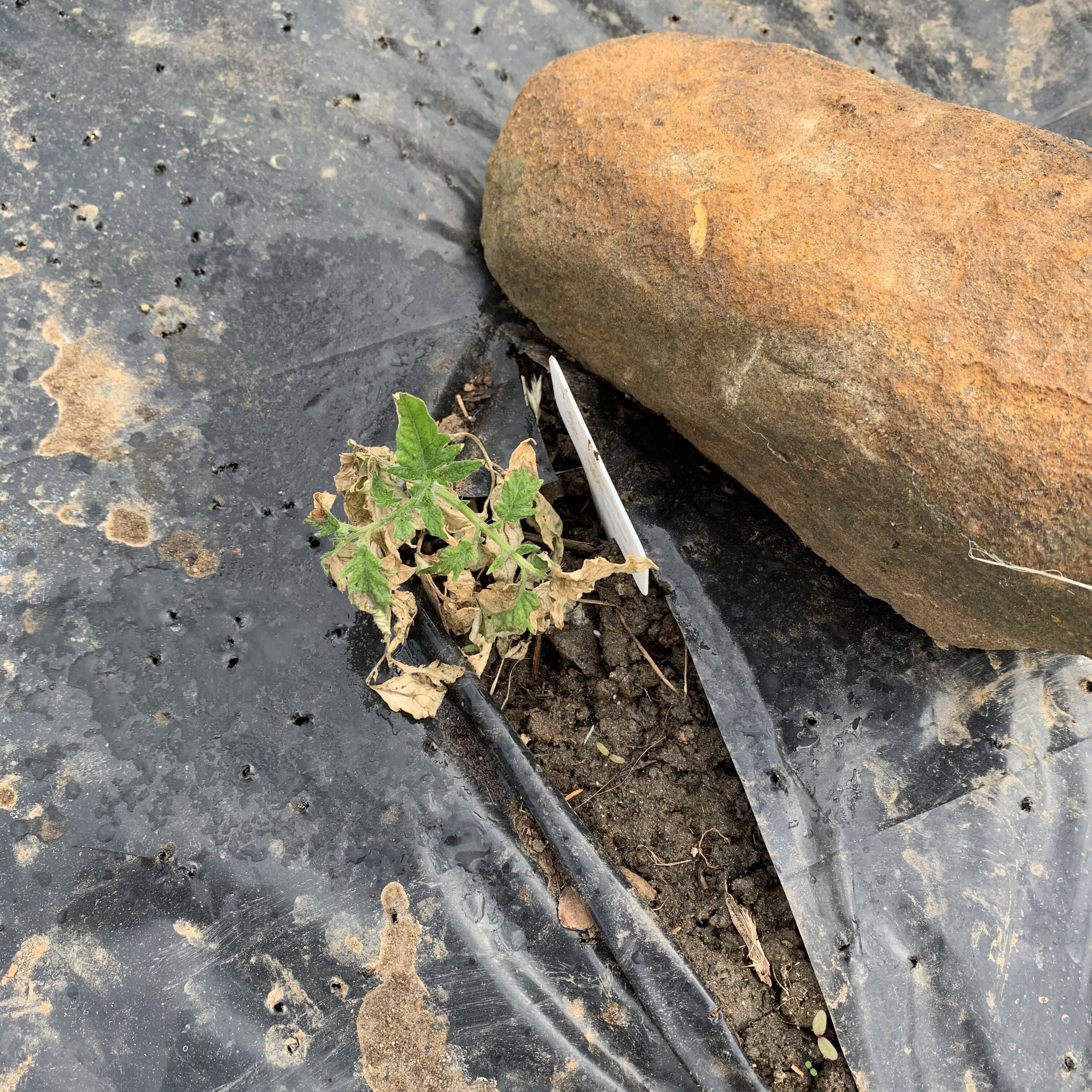 BCA93AED 0032 4CB4 9828 E629F03554BA Cucumbers planted!