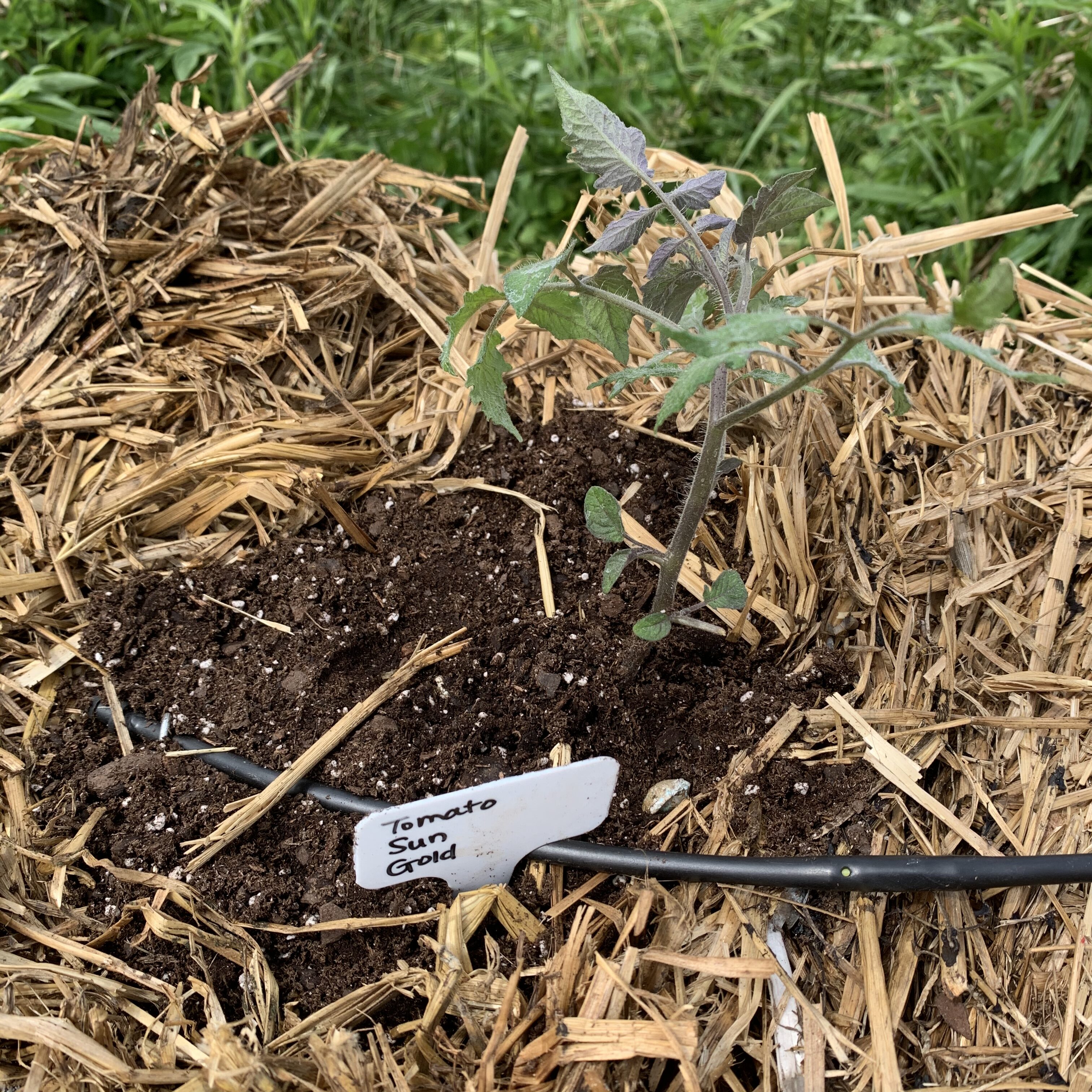 CC077BF9 56F3 46FD A1E0 67E799187BEC Tomato planting day!