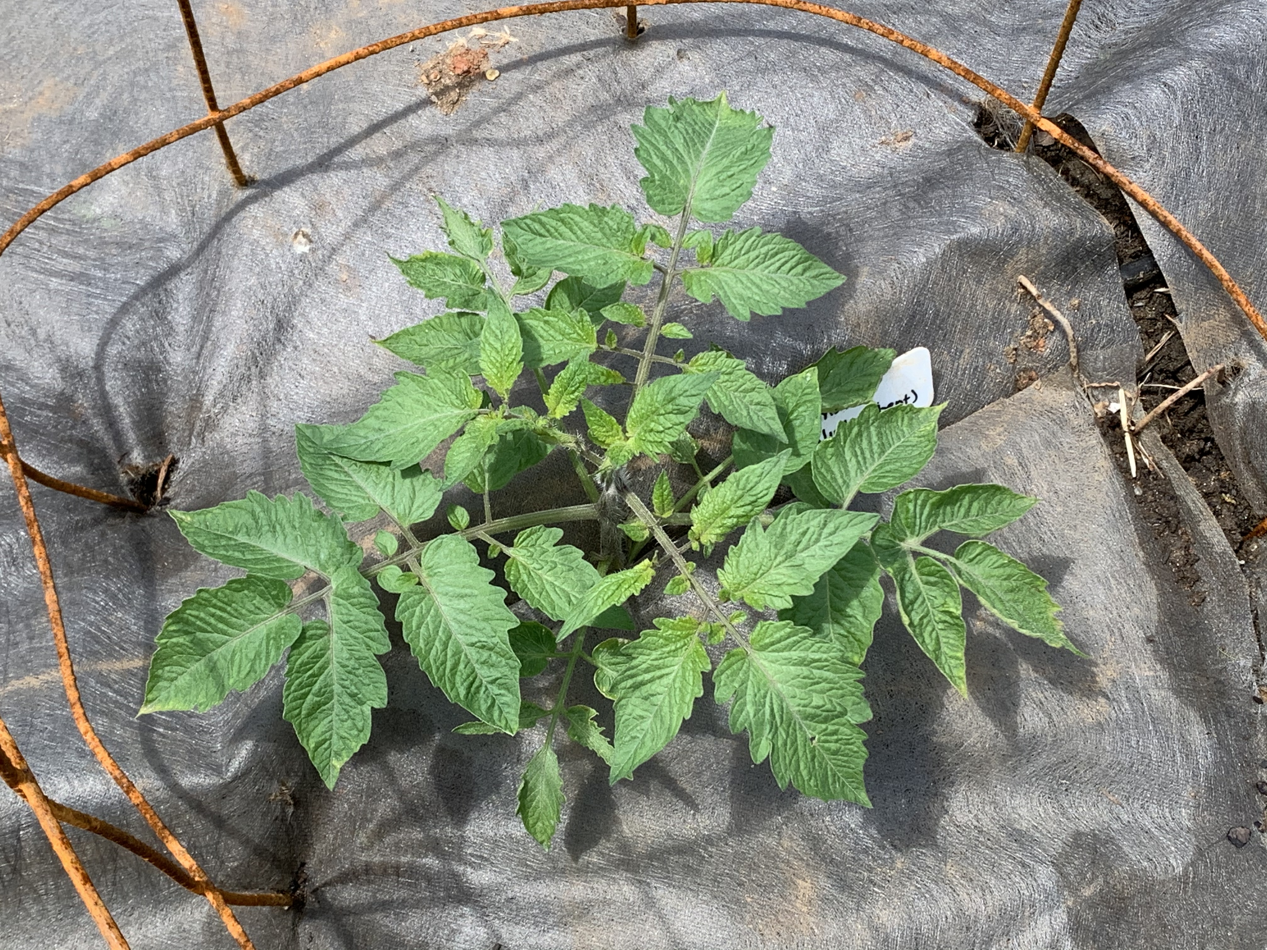 CE172117 C996 462F 910A 0D6937F3C501 Cucumbers planted!