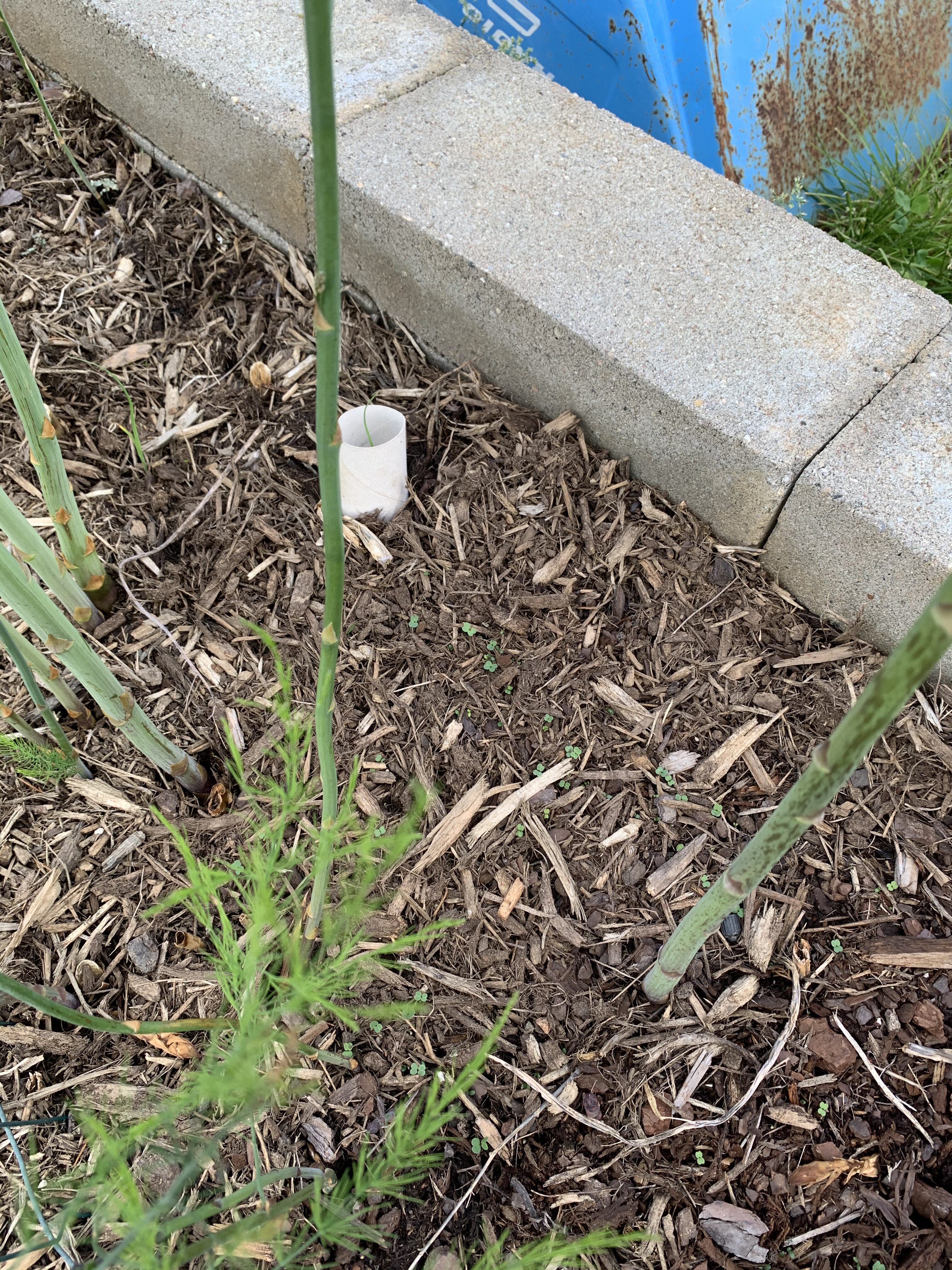 DD0B38BD 0BE8 42AB B241 A86053AA44B3 Cucumbers planted!