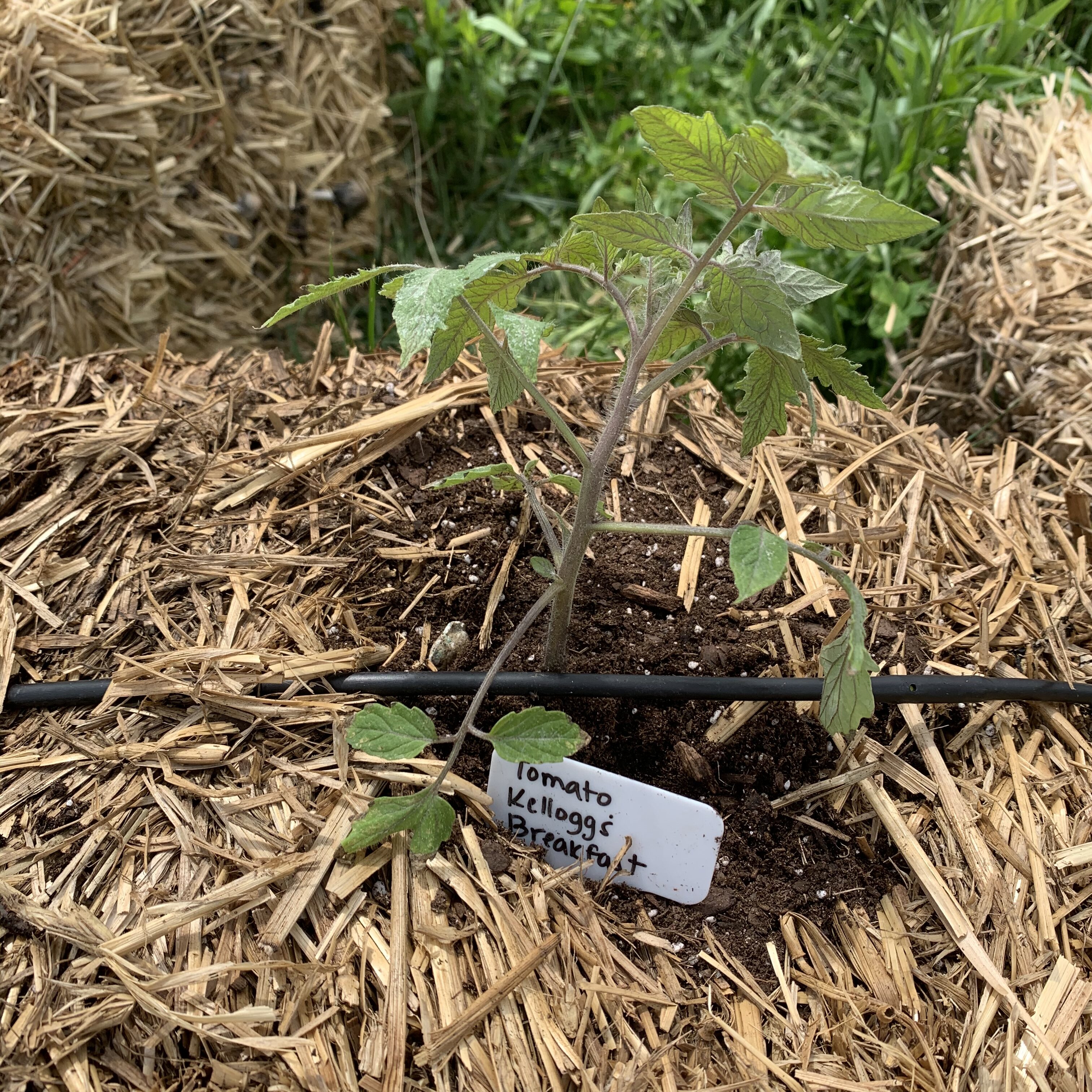 F8E23B3F 9E7B 4F39 942E 9B7E94D0197C Tomato planting day!