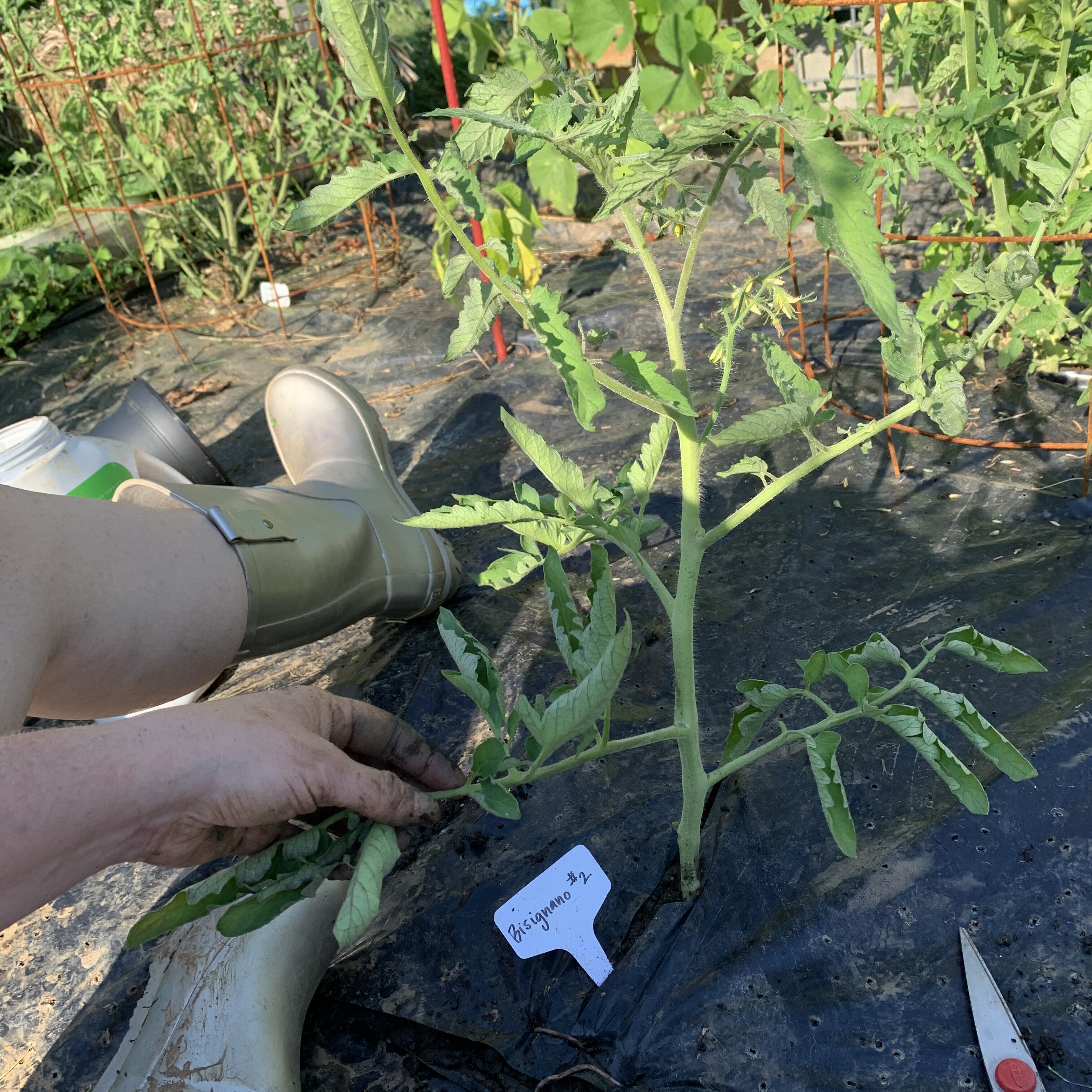 114E1C37 6989 4AE8 93CA 7B278DBED2CF Can you have too many tomato plants?