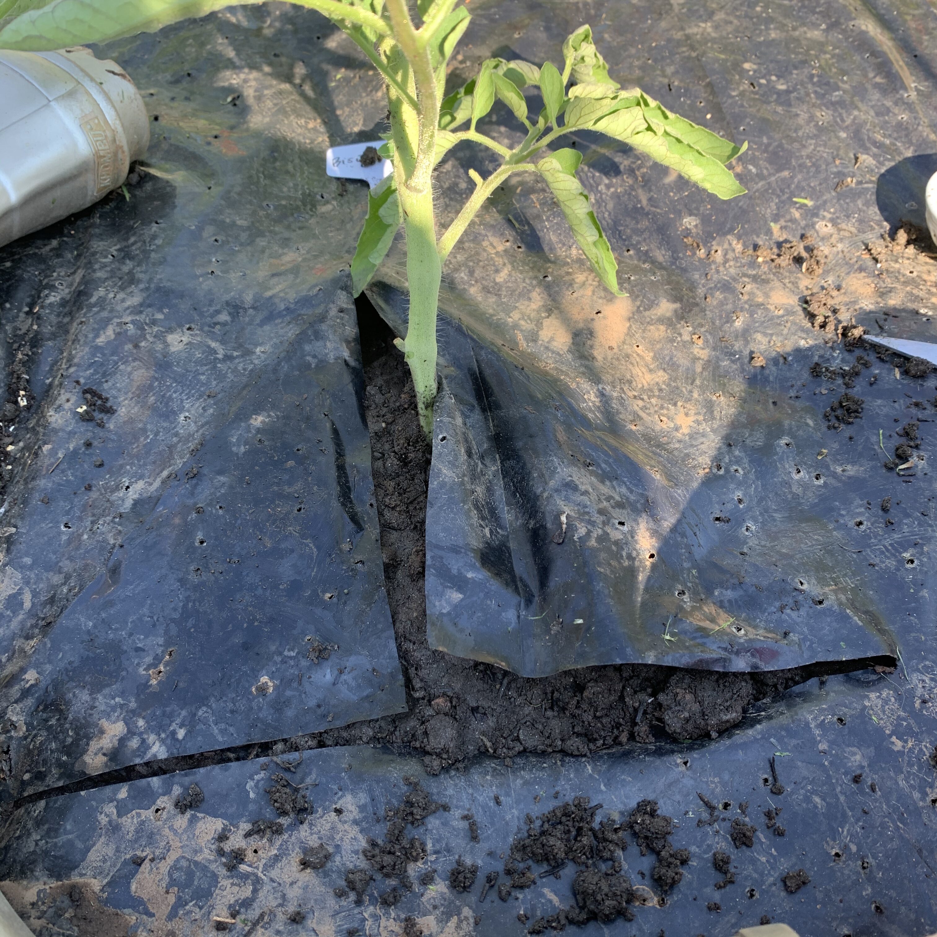 B9476738 DE77 4E21 8E50 6C891F2F6F89 Can you have too many tomato plants?