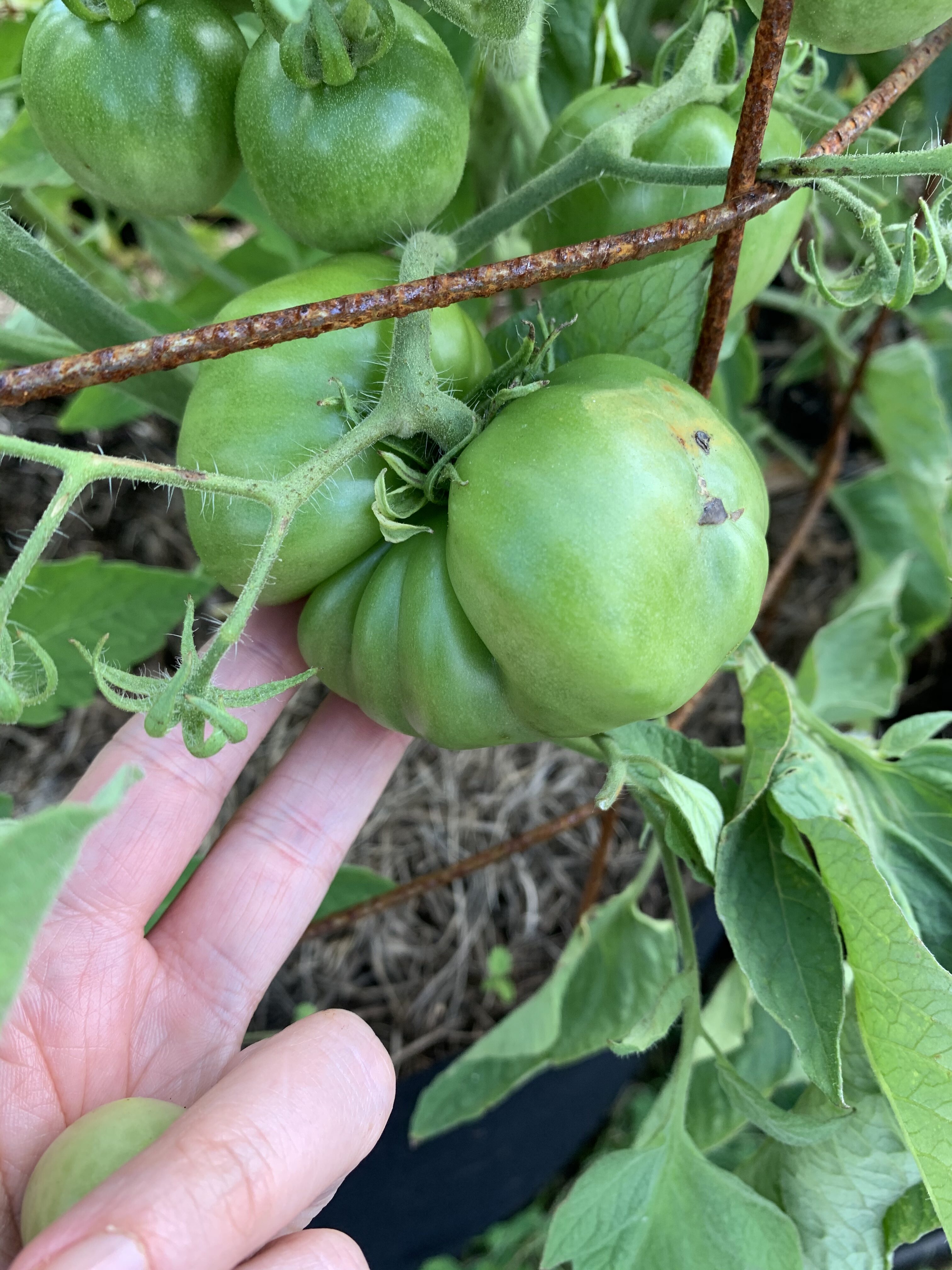 0BB60647 8EBF 4DD8 821D 51AACDCC4C78 Fourth of July Tomato!