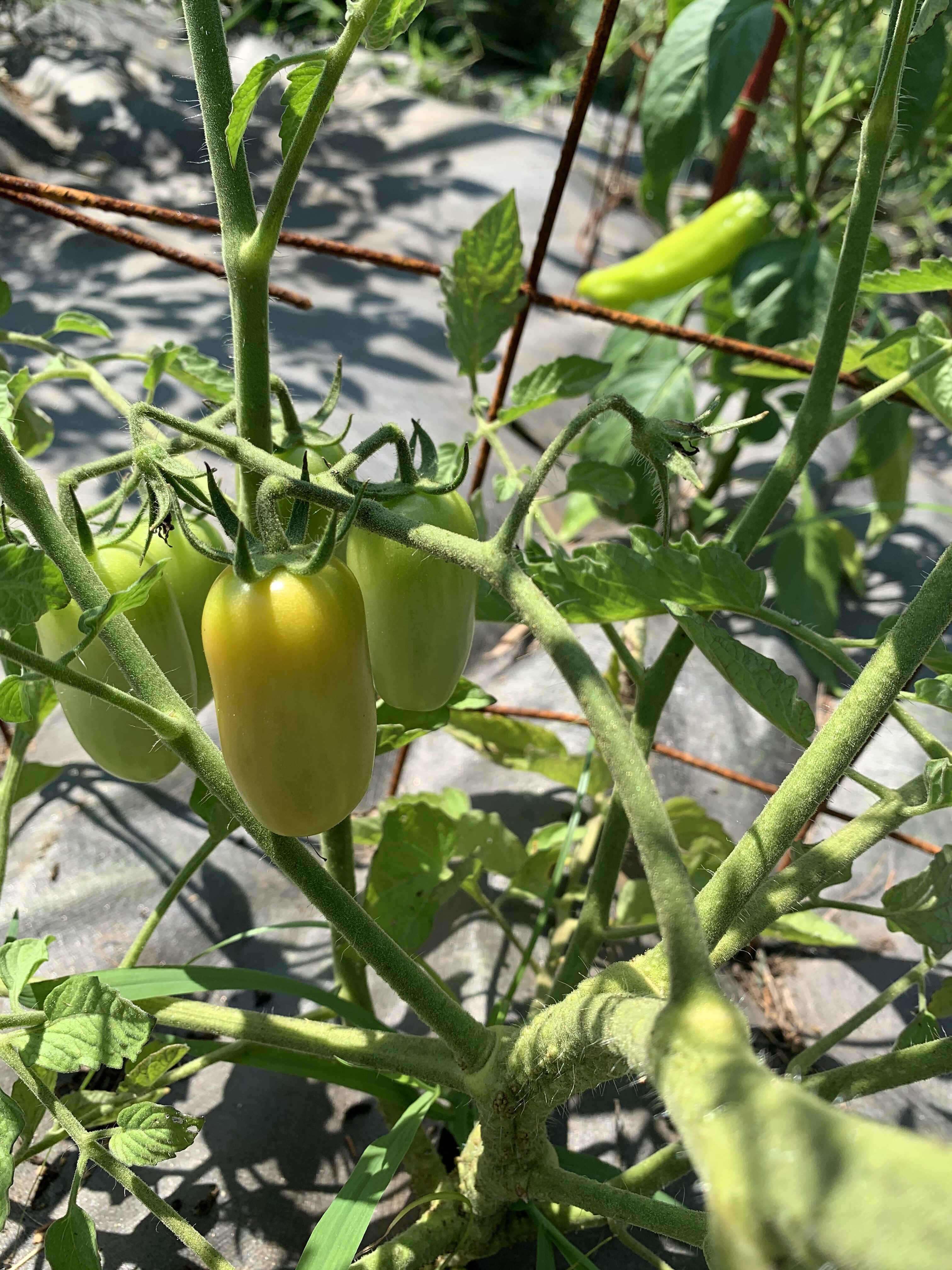 3865F014 7935 4A98 9EC4 9205EBFE7DA5 Fourth of July Tomato!