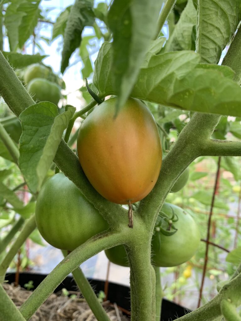 Fourth of July Tomato! Jenny Smith