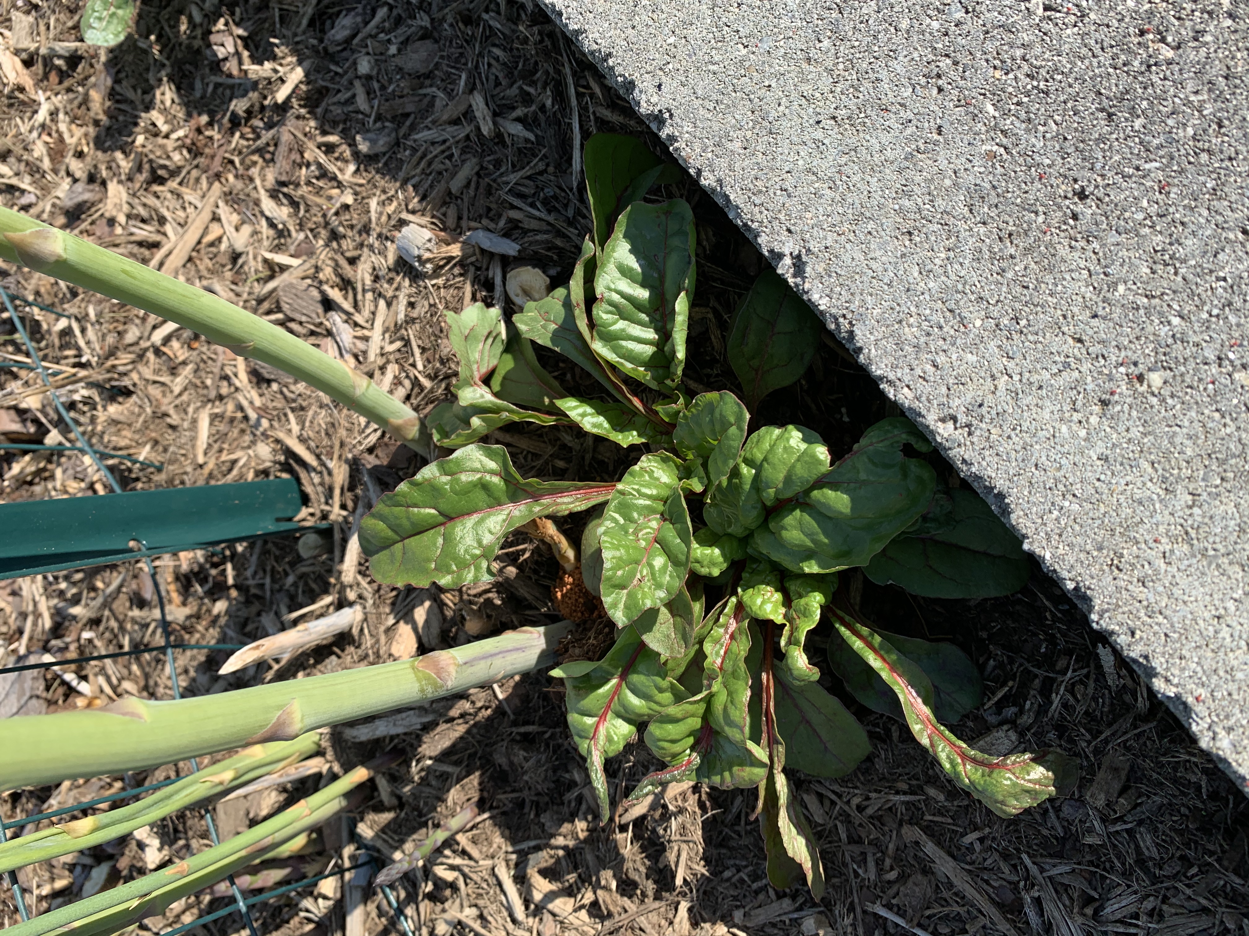 AA87CE51 B43A 4E85 AED7 C8DCE82CB76F Swiss chard — unlikely hero of the garden