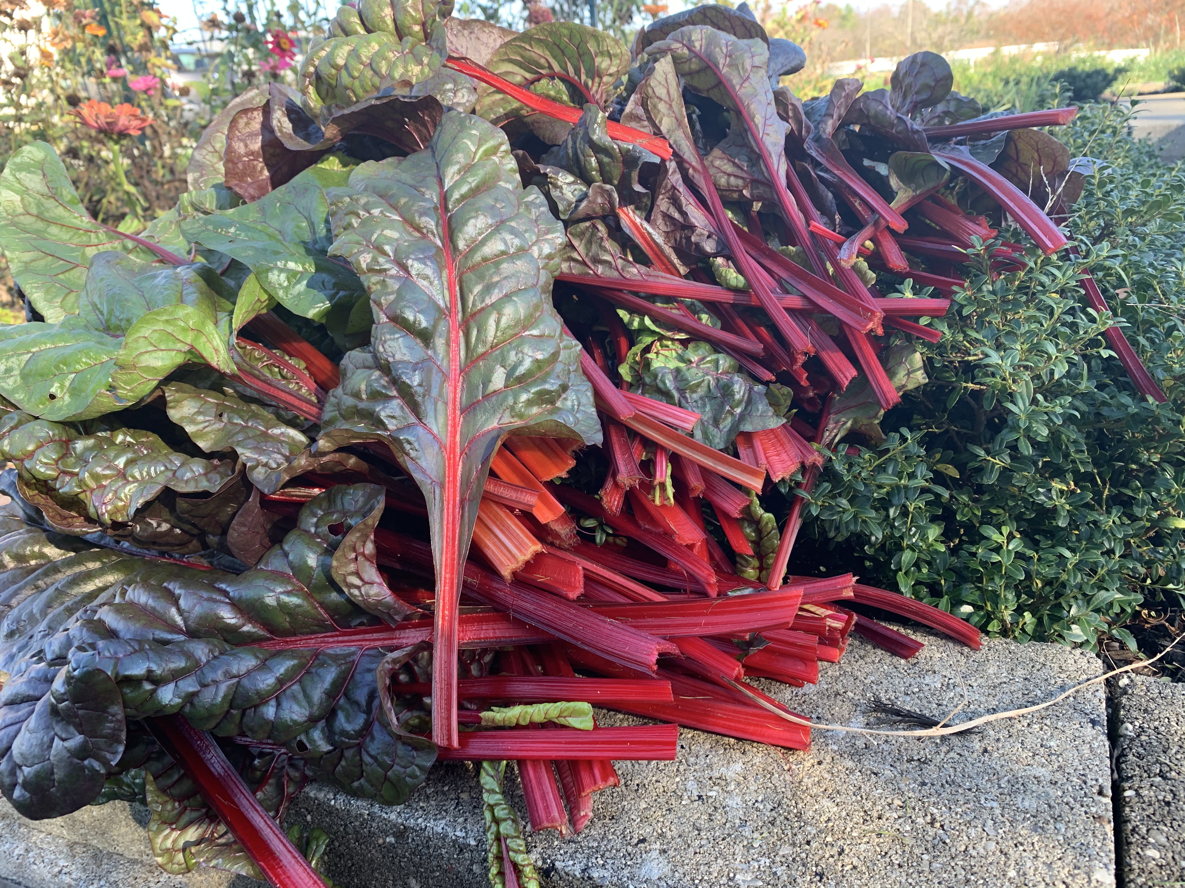 C4712377 B151 425F A7BE 1E7FCCF8CA21 Swiss chard — unlikely hero of the garden