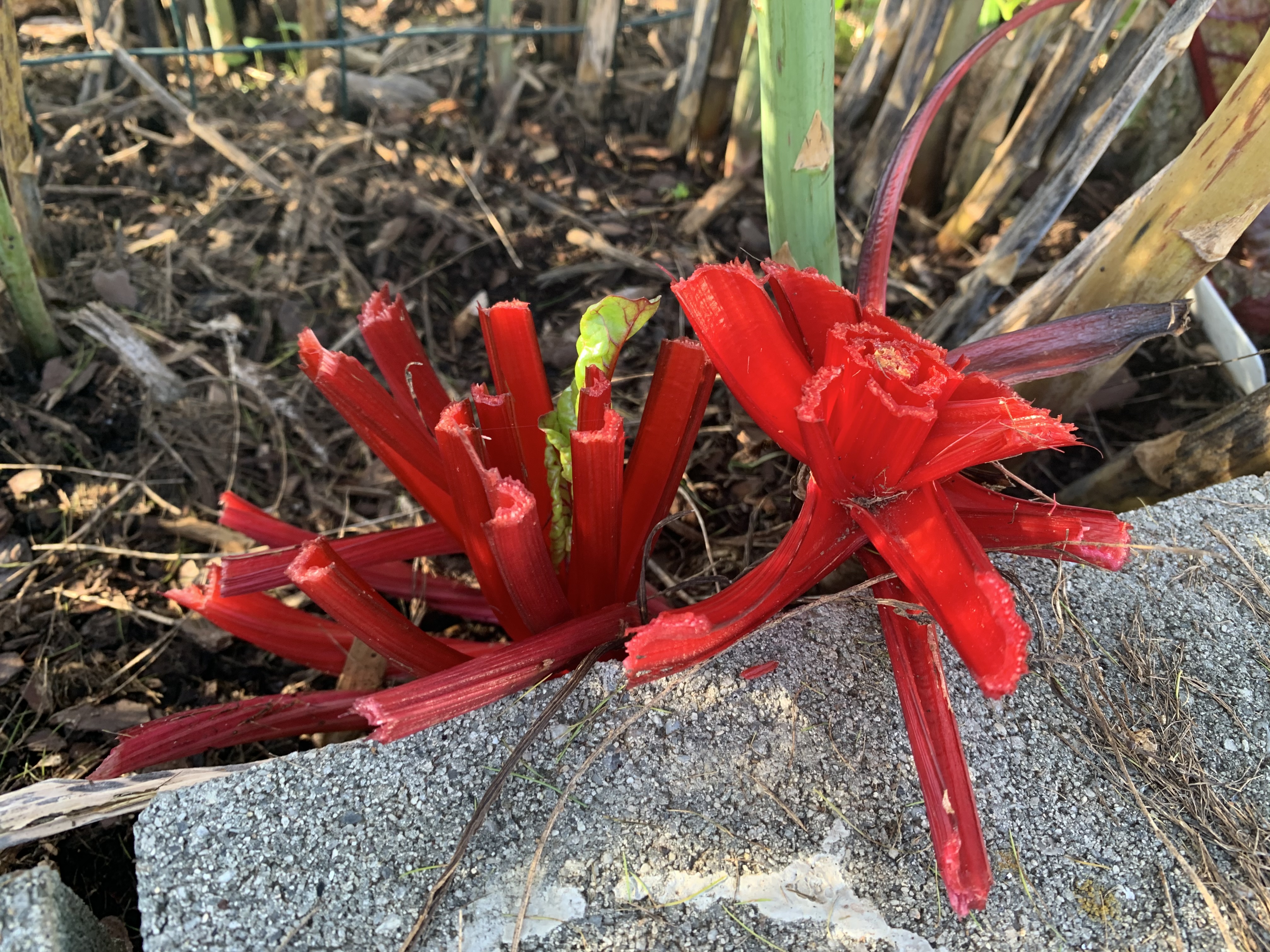 CA2978C4 7EEF 4D83 BBEB B8BC39C6AB82 Swiss chard — unlikely hero of the garden