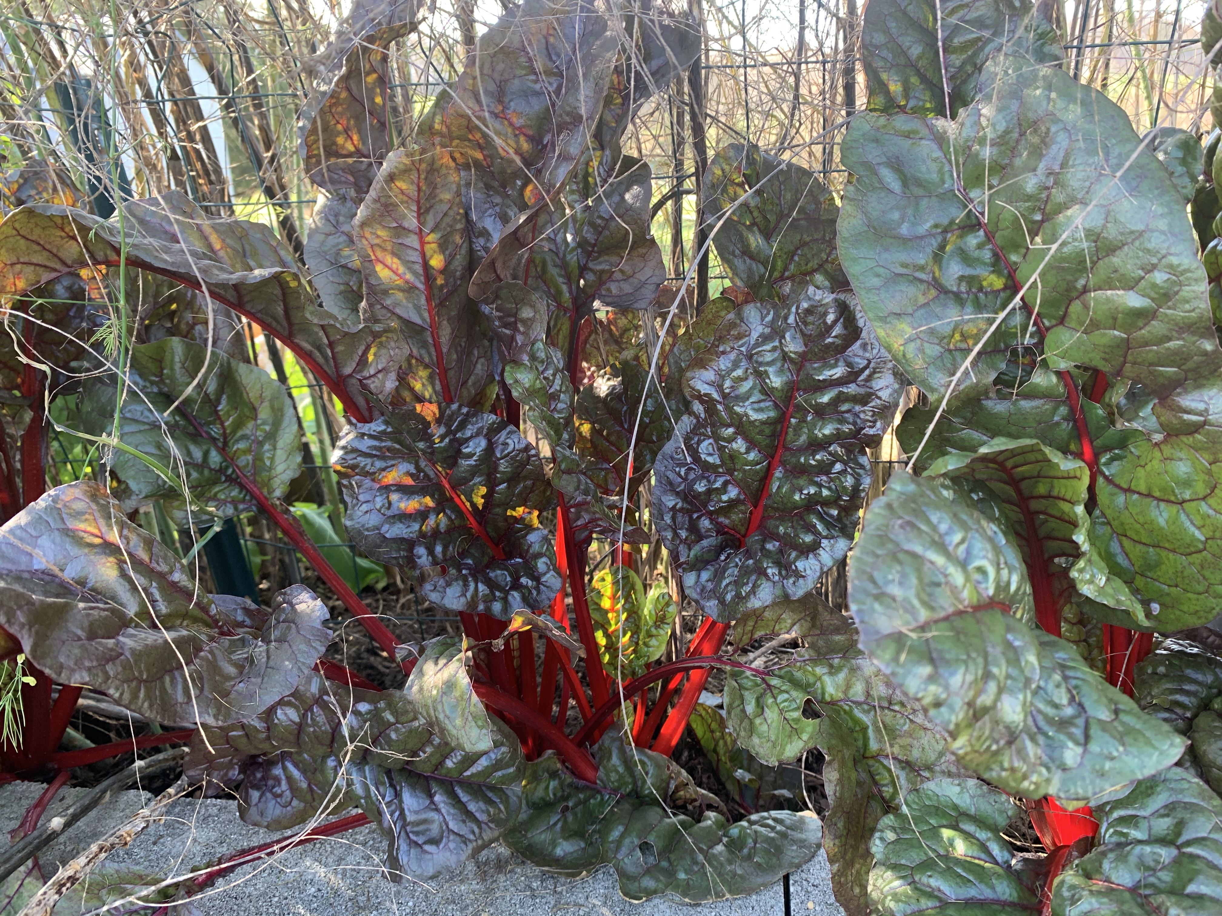 D12455E3 BD38 4C71 928E 1D23658BBCB3 Swiss chard — unlikely hero of the garden