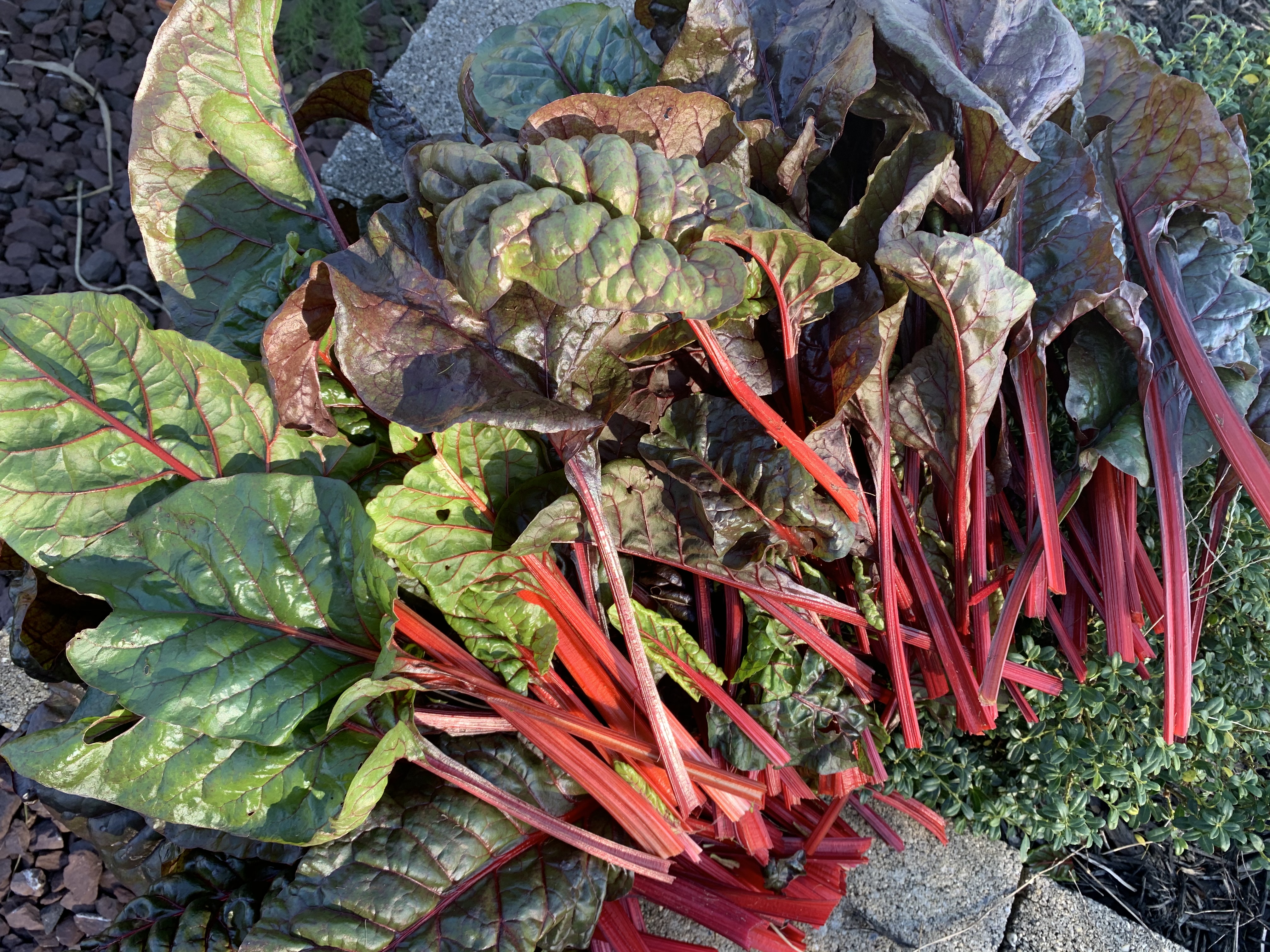 F0B2EC8C 8343 478D A27B 76EB4BB529EA Swiss chard — unlikely hero of the garden