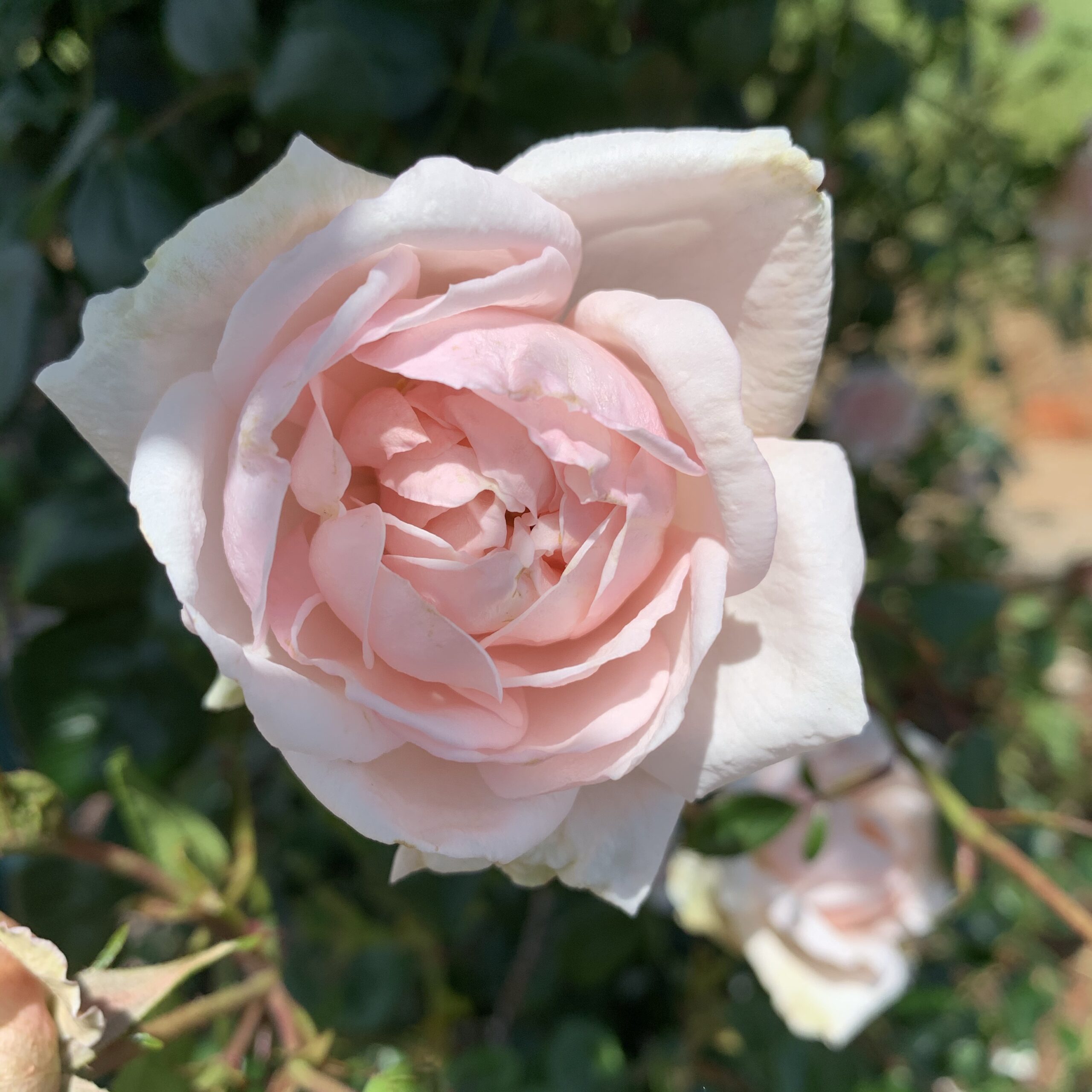 img 1158 scaled Rose pruning comparison