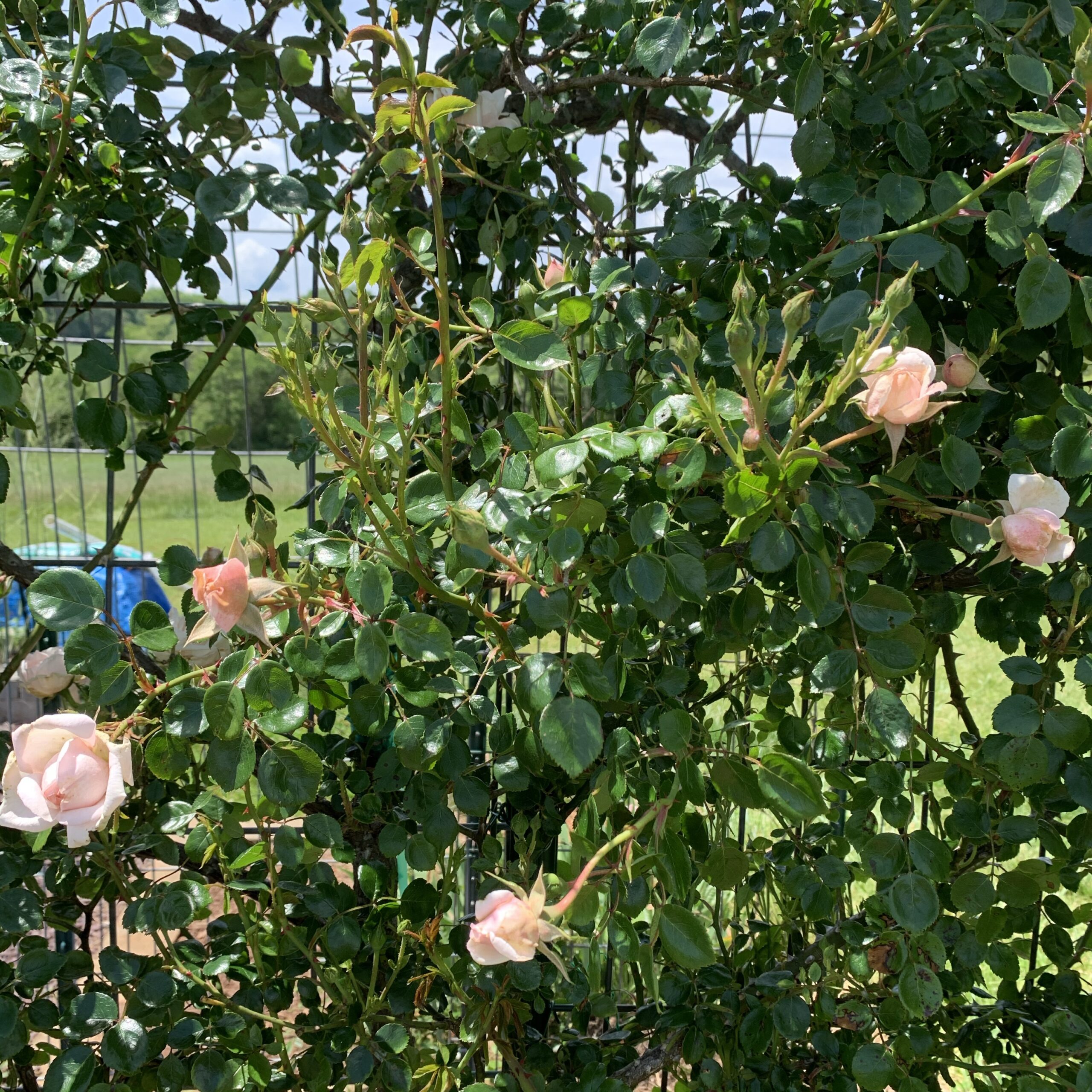 img 1159 scaled Rose pruning comparison