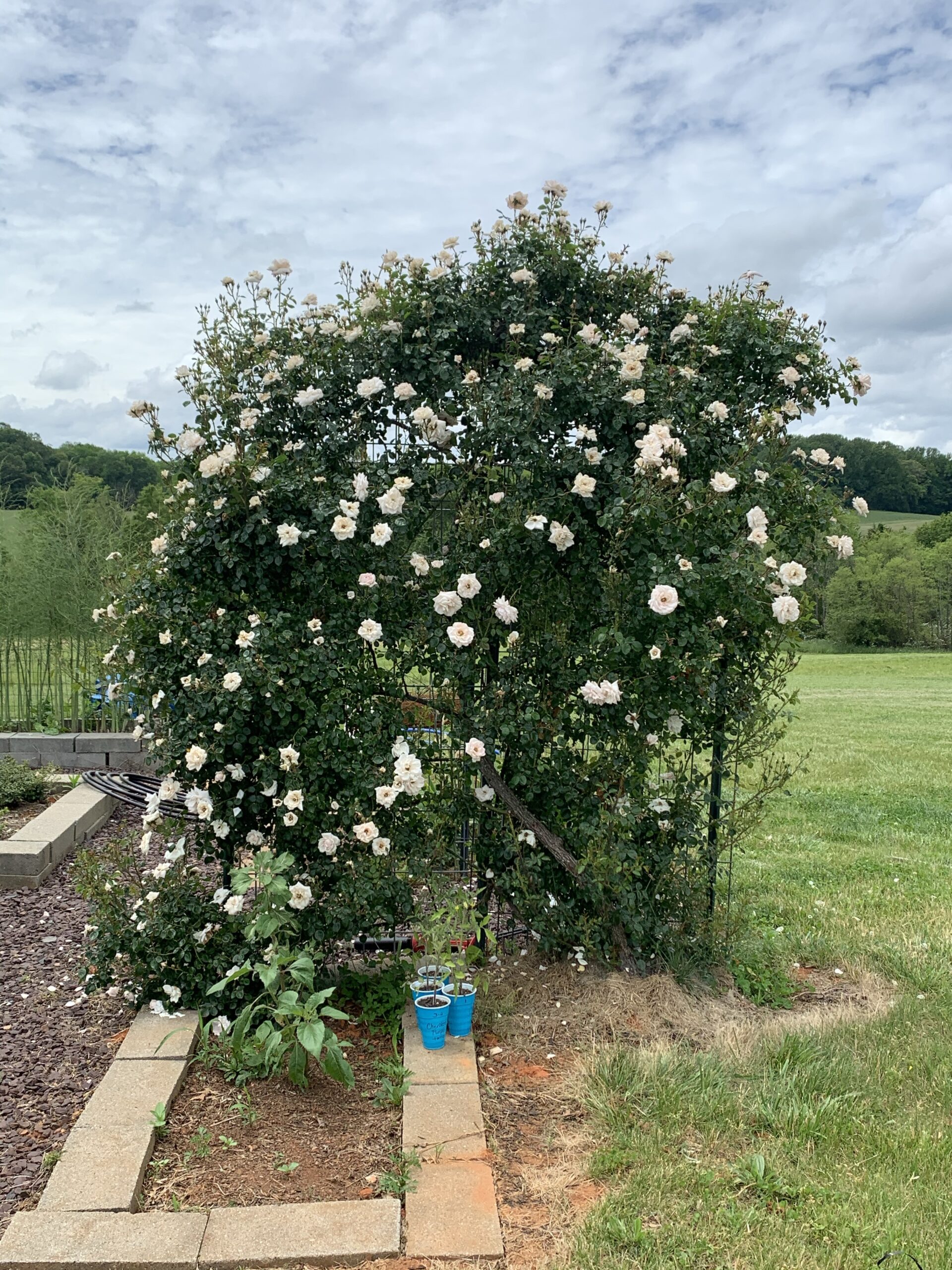 img 1219 scaled Rose pruning comparison