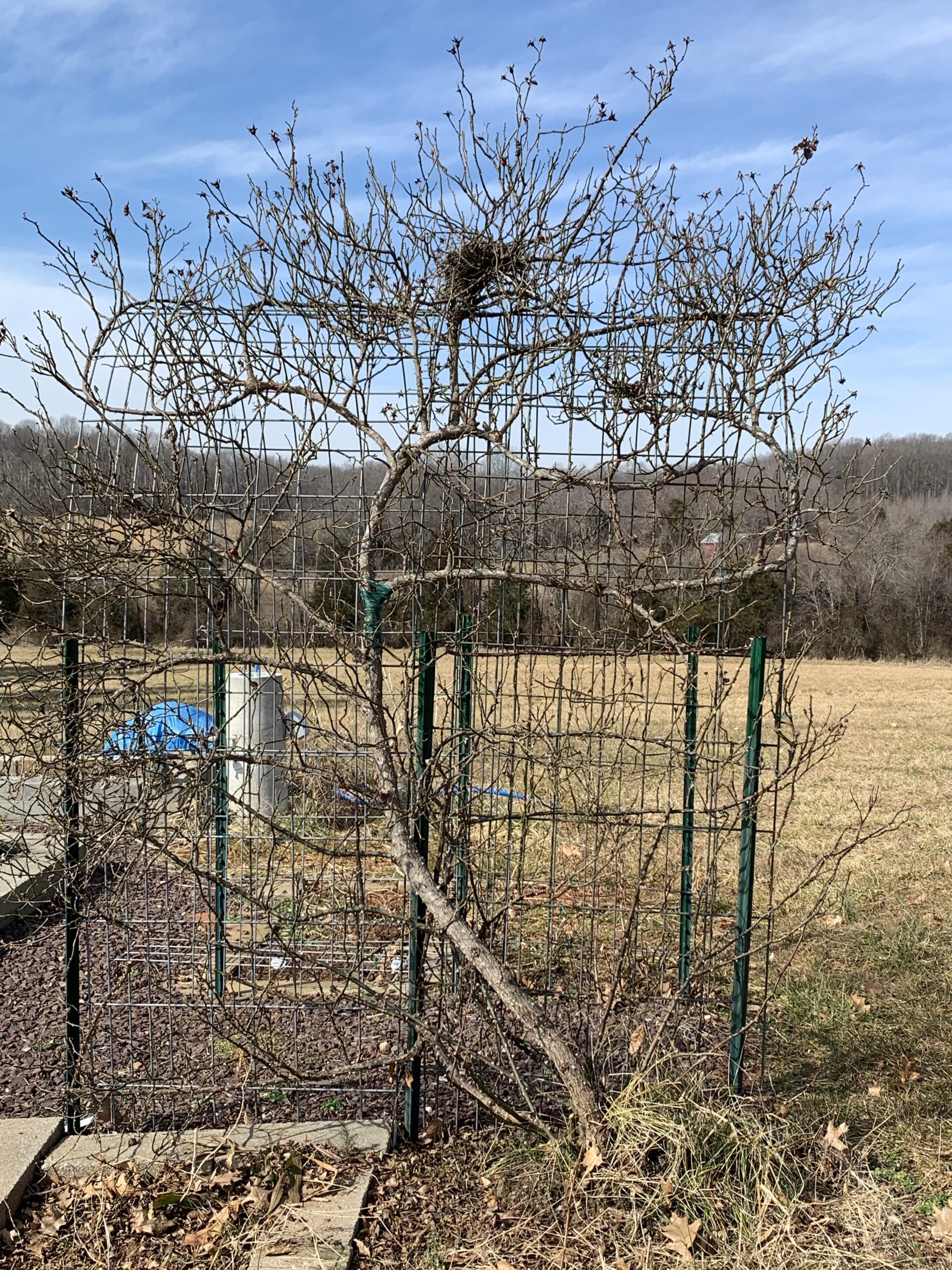 img 4519 scaled Rose pruning comparison