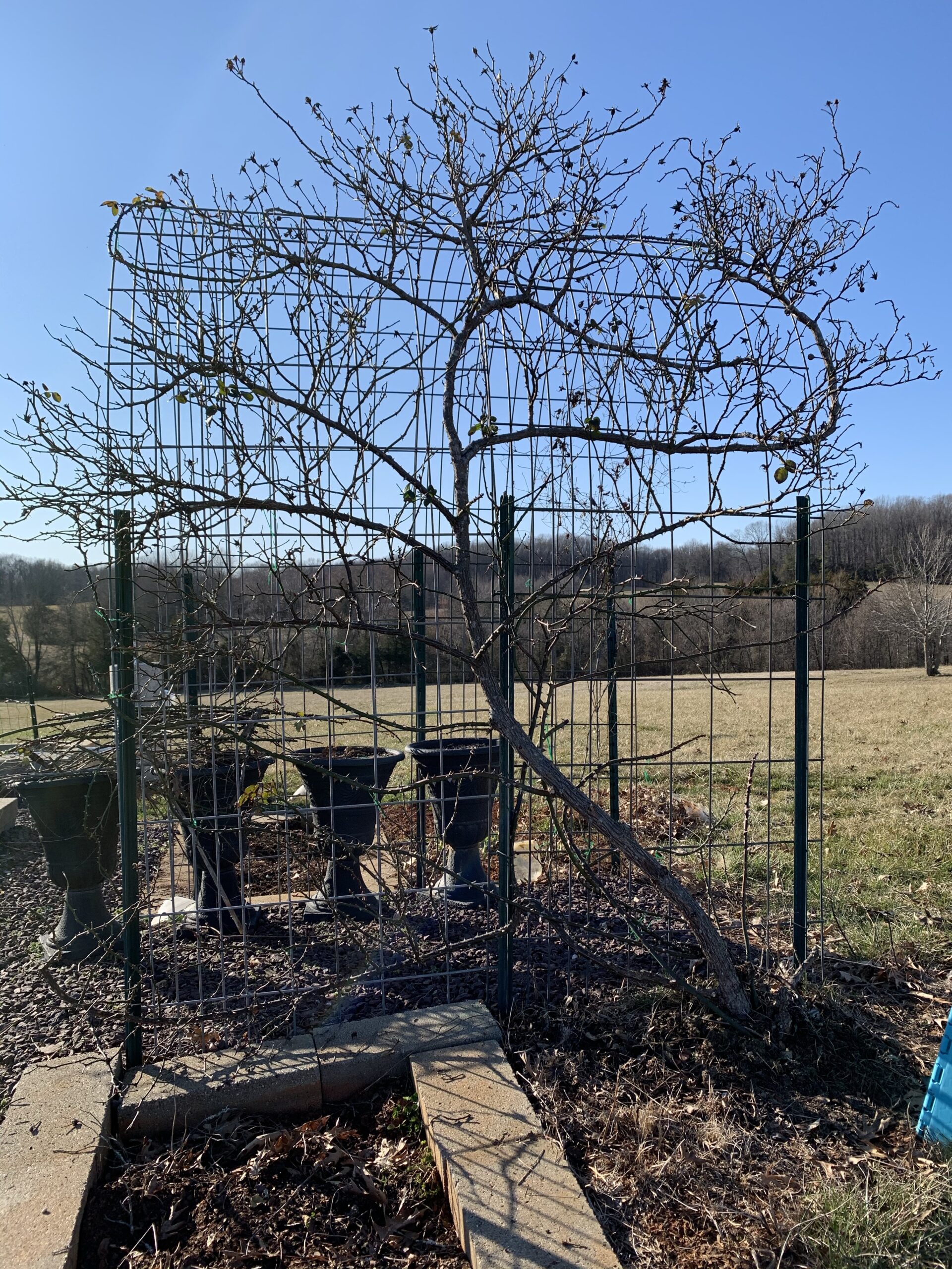 img 9694 scaled Rose pruning comparison