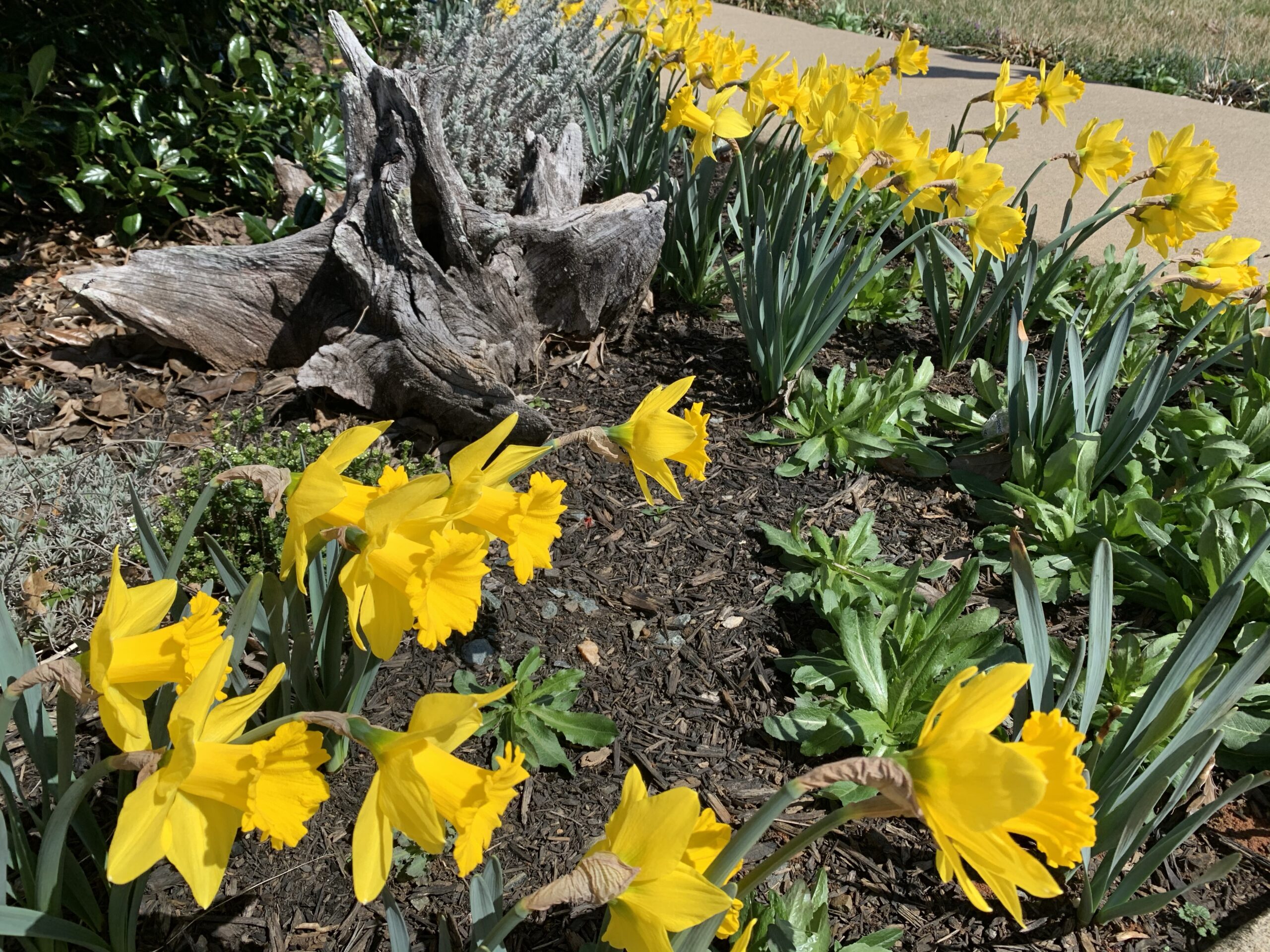 img 4923 scaled Daffodils!
