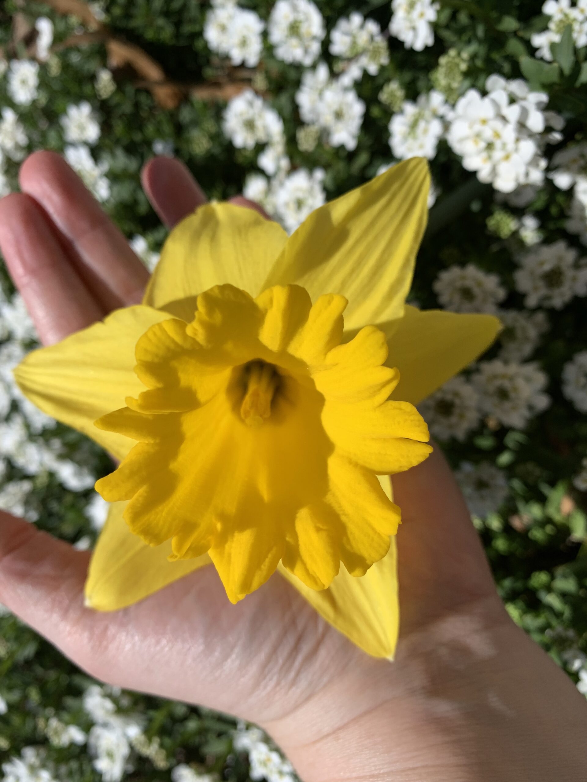 img 4952 scaled Daffodils!