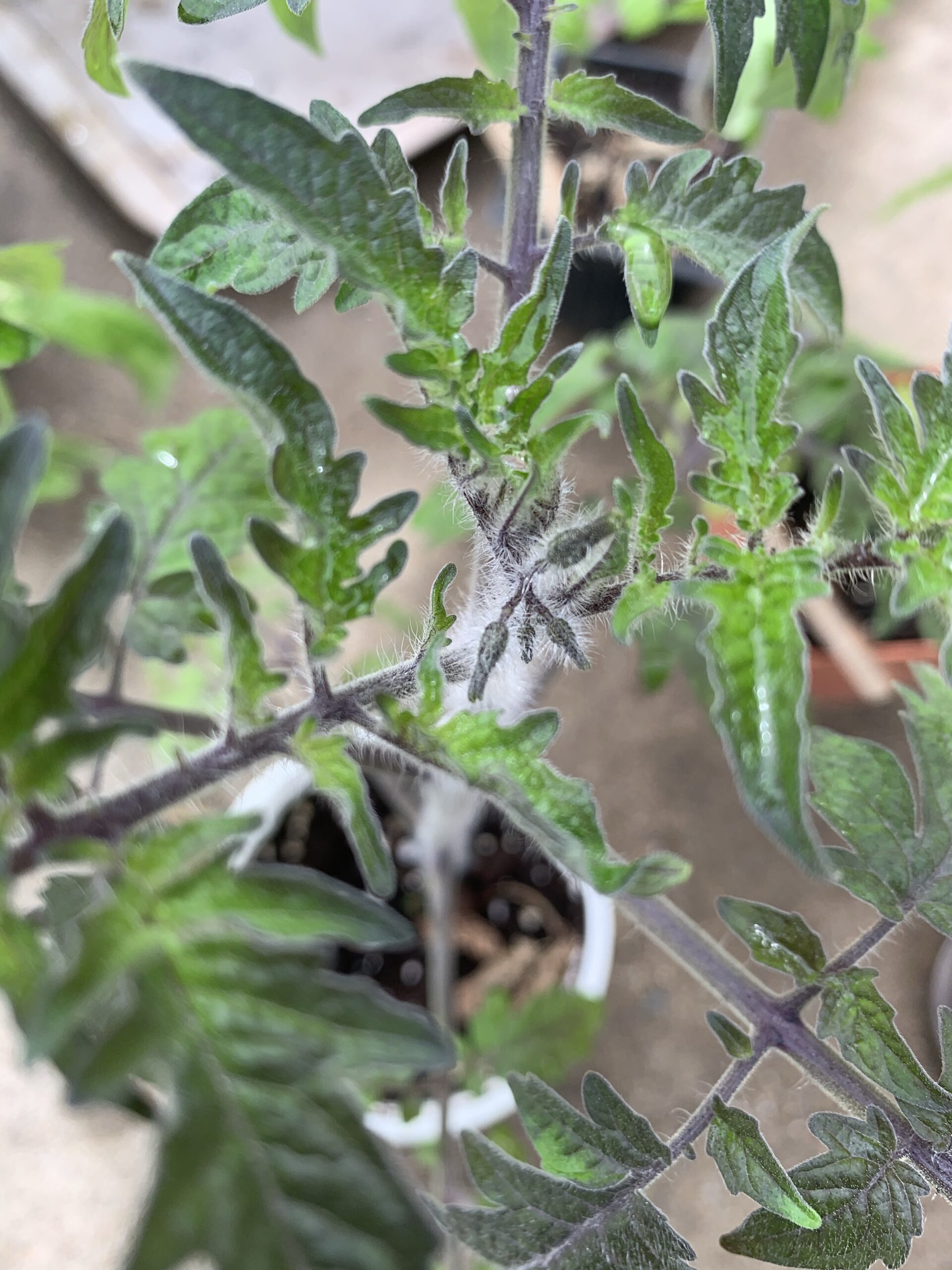 img 5394 scaled Tomato Flowers