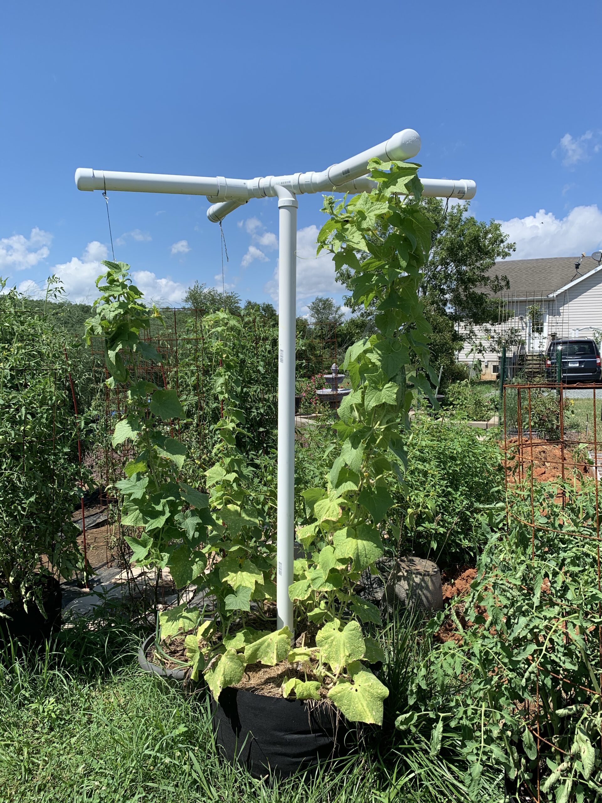 img 2293 scaled How not to build a cucumber trellis