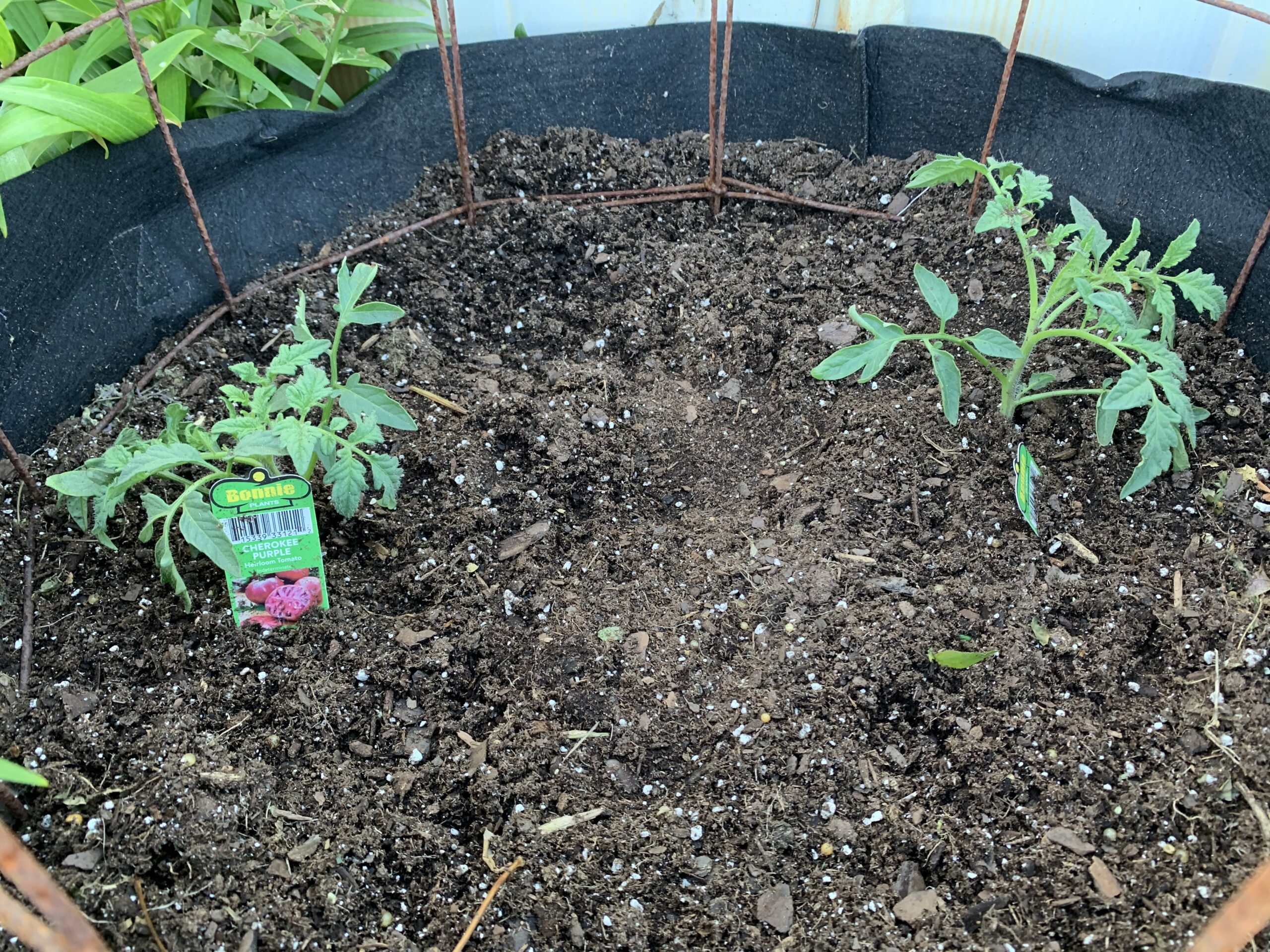 img 5566 scaled Tomato Planting Day