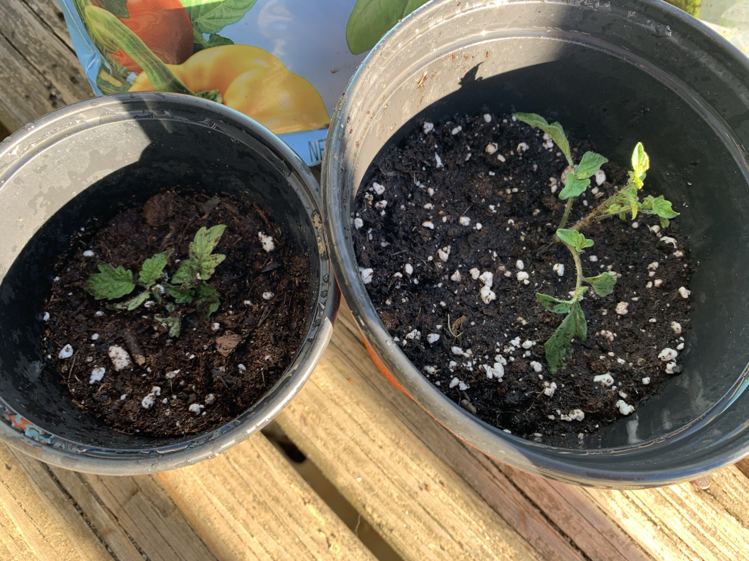 img 5574 scaled Tomato Planting Day