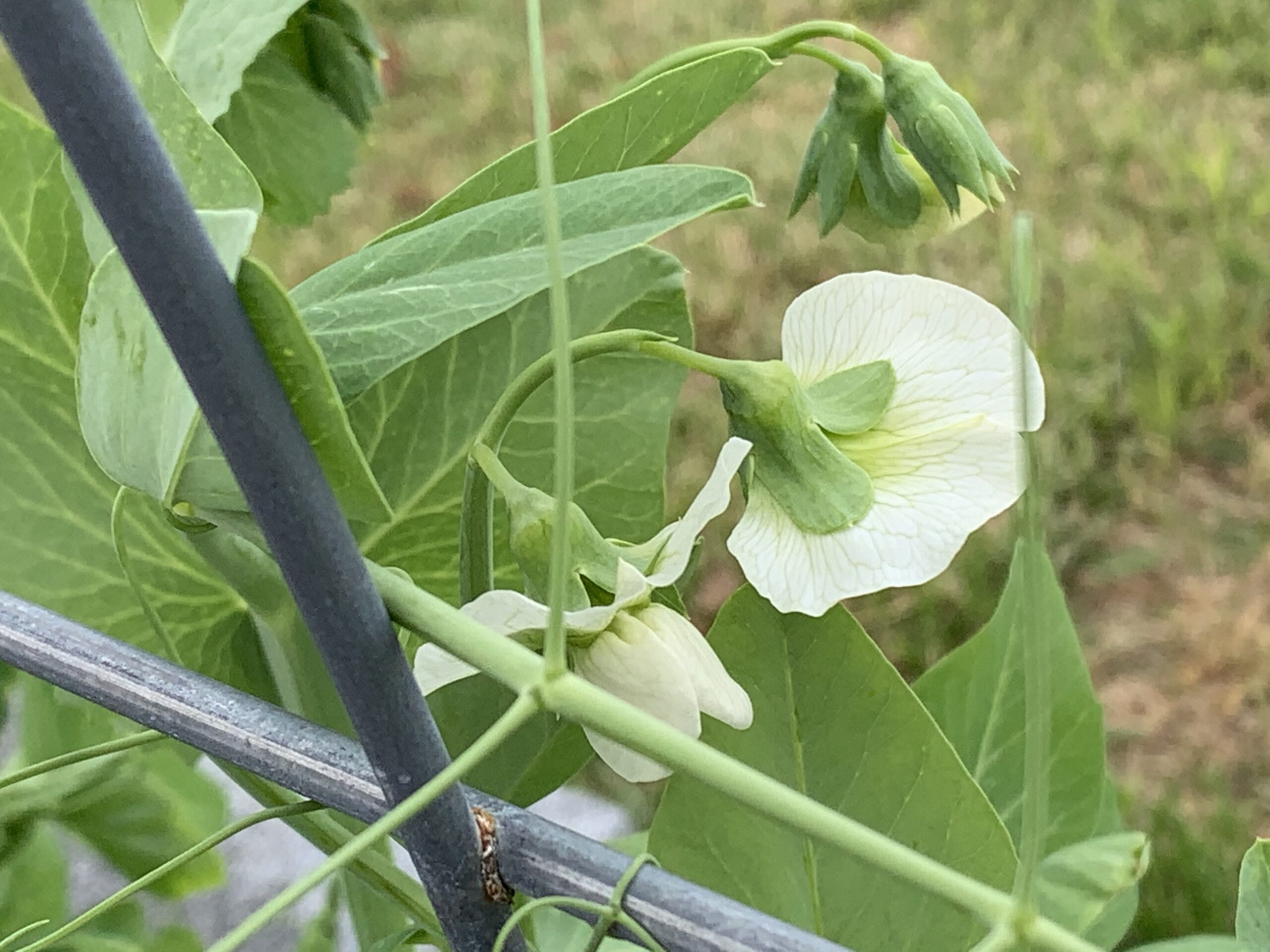 img 5734 2 scaled Beautiful peas